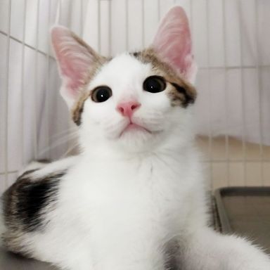 仁（ジン）の写真