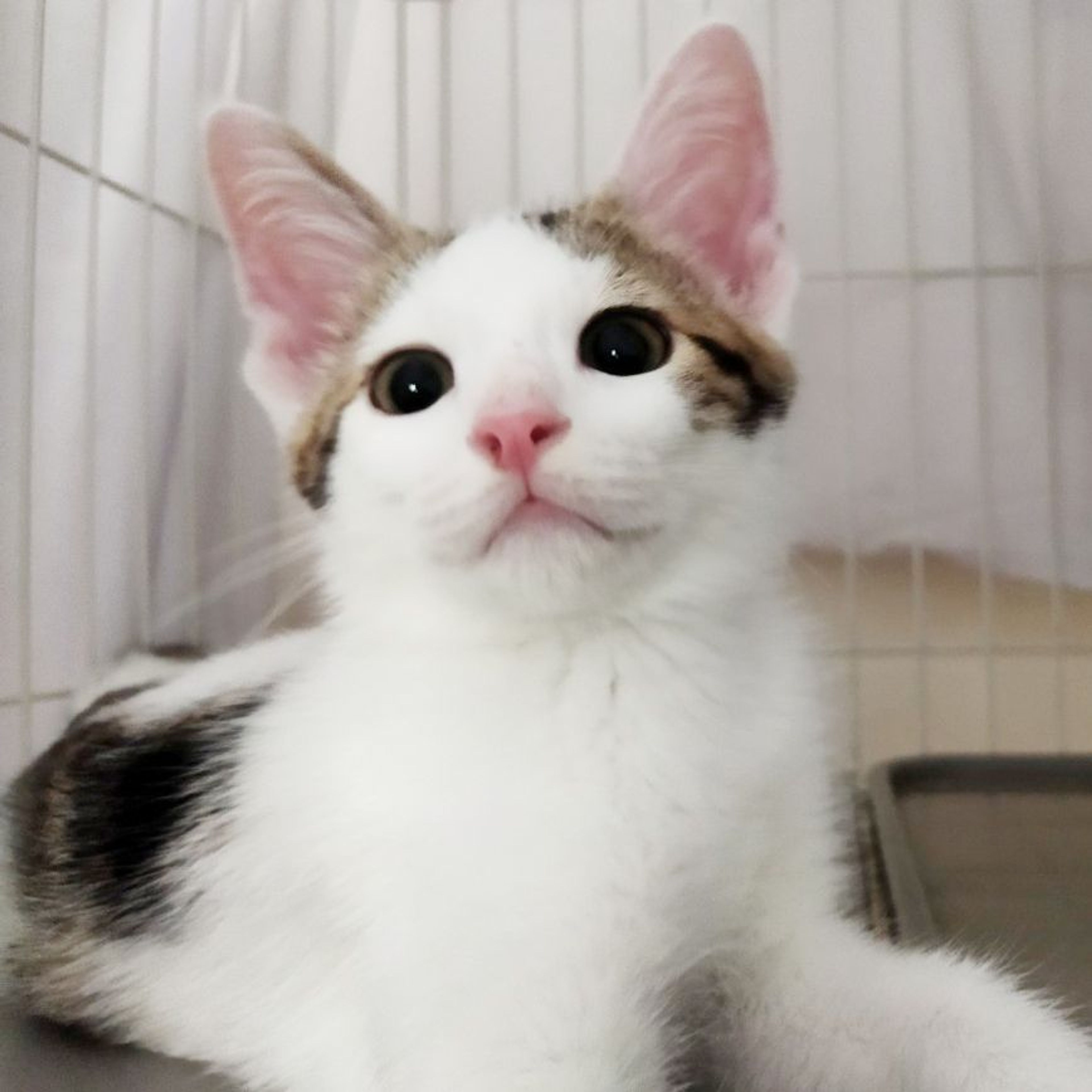 雑種（ミックス猫）・オスの里親募集の写真