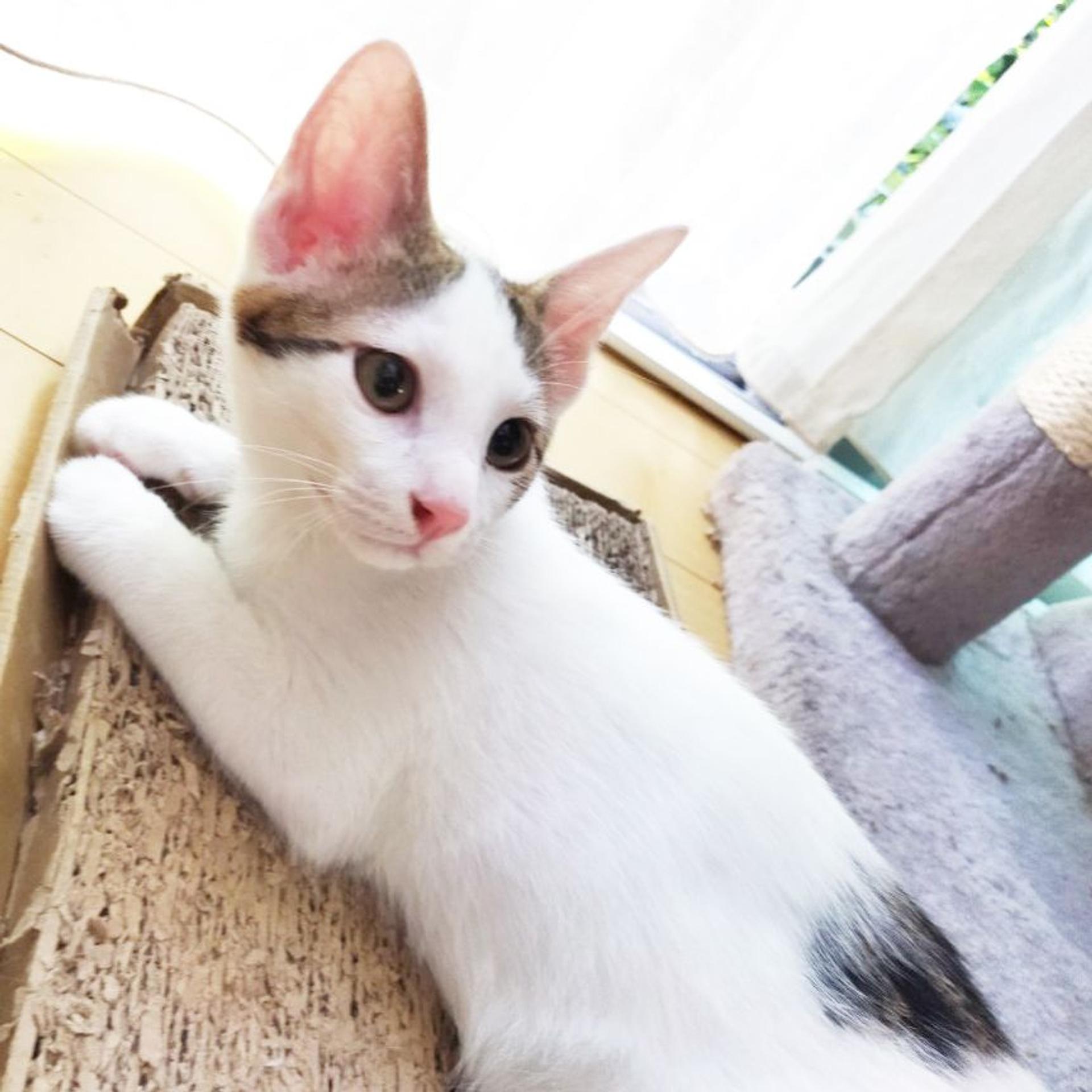pet-image-2