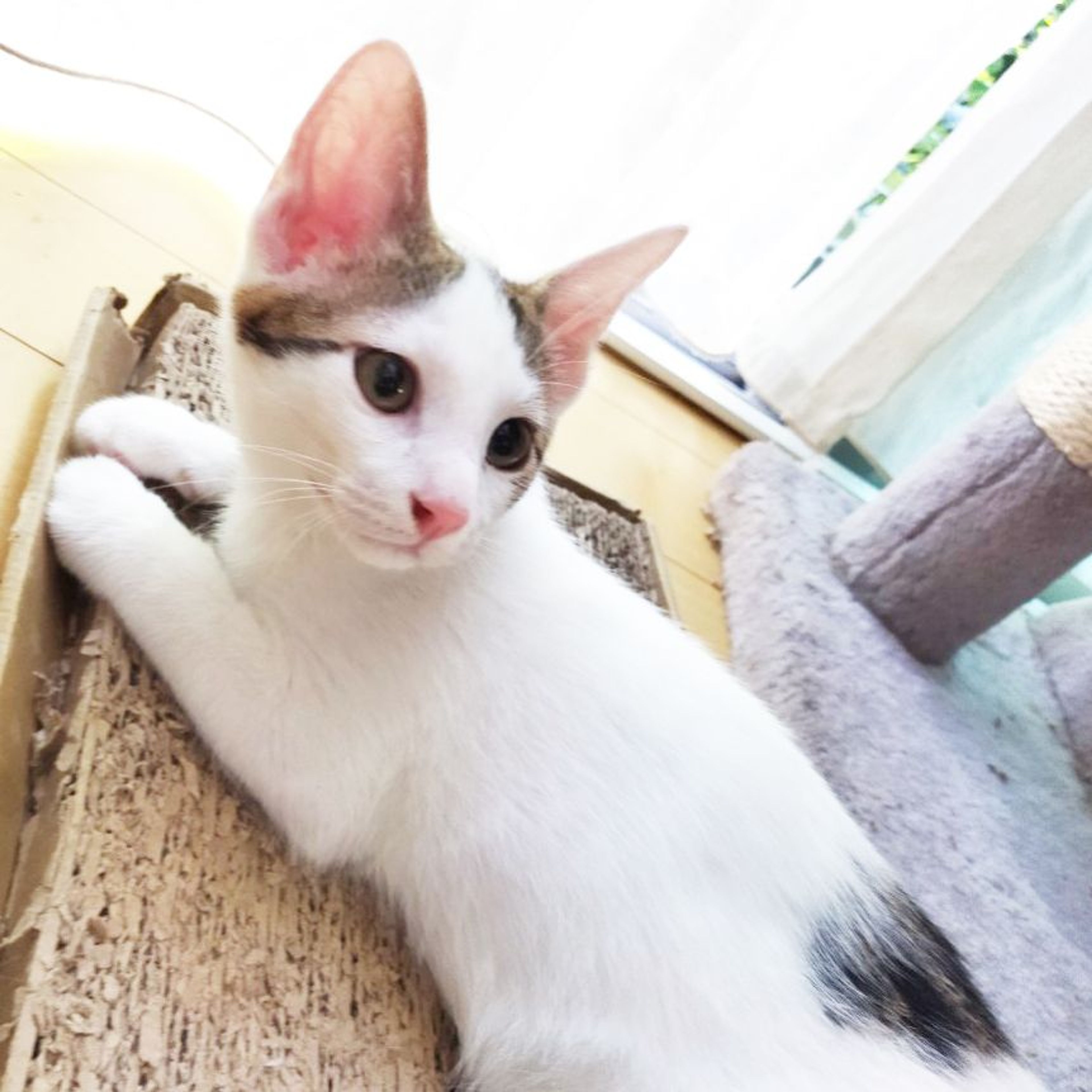 pet-image-2