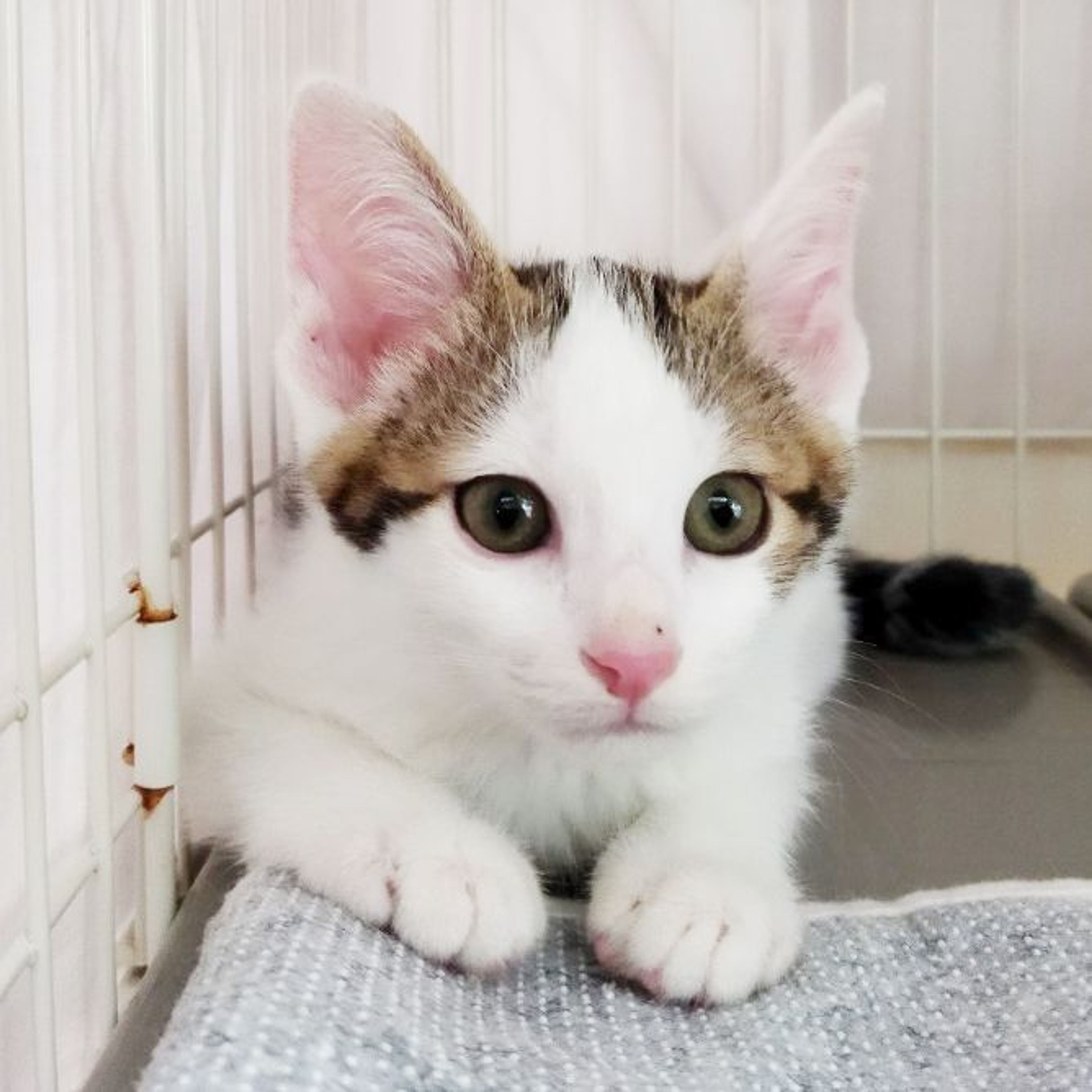 pet-image-4