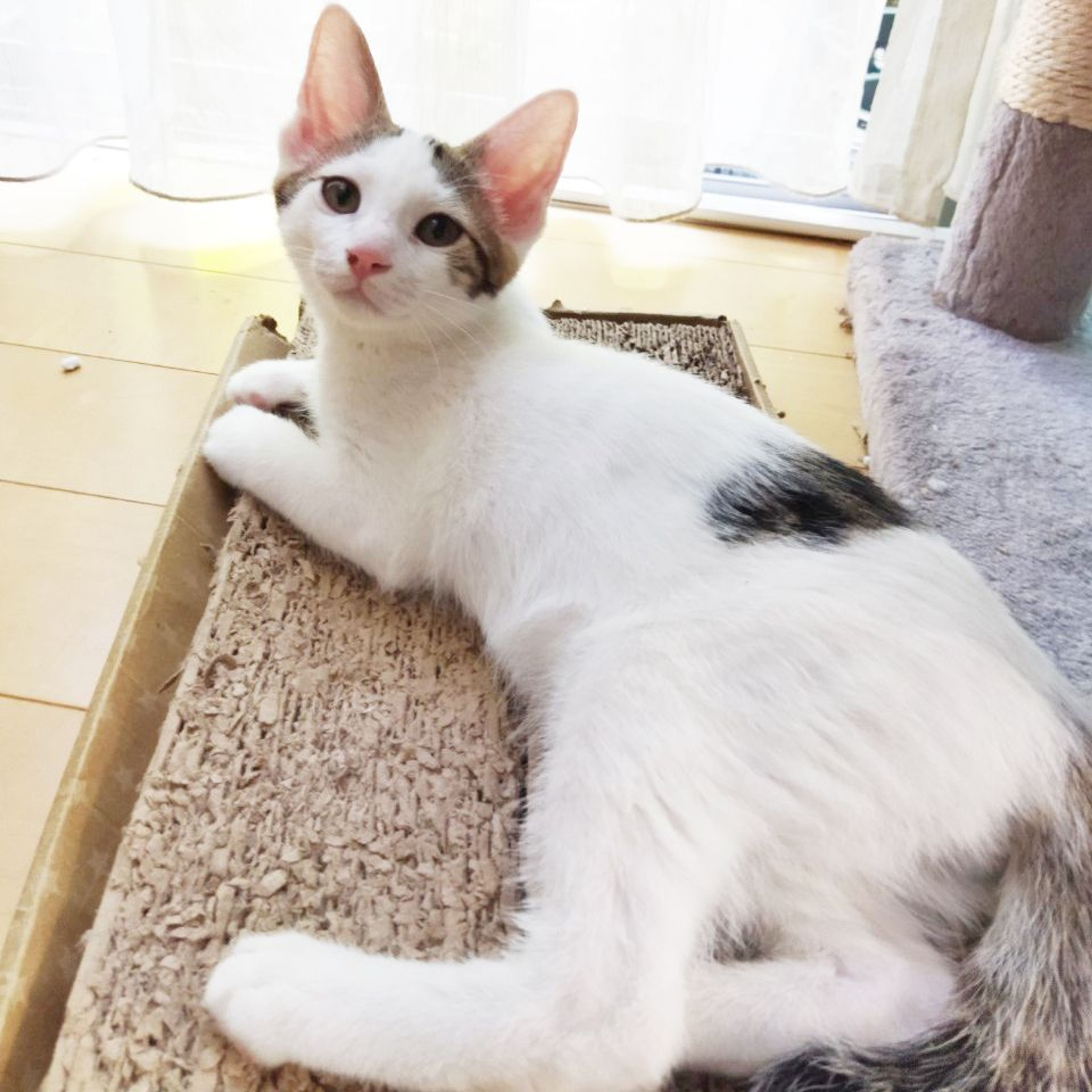 pet-image-5