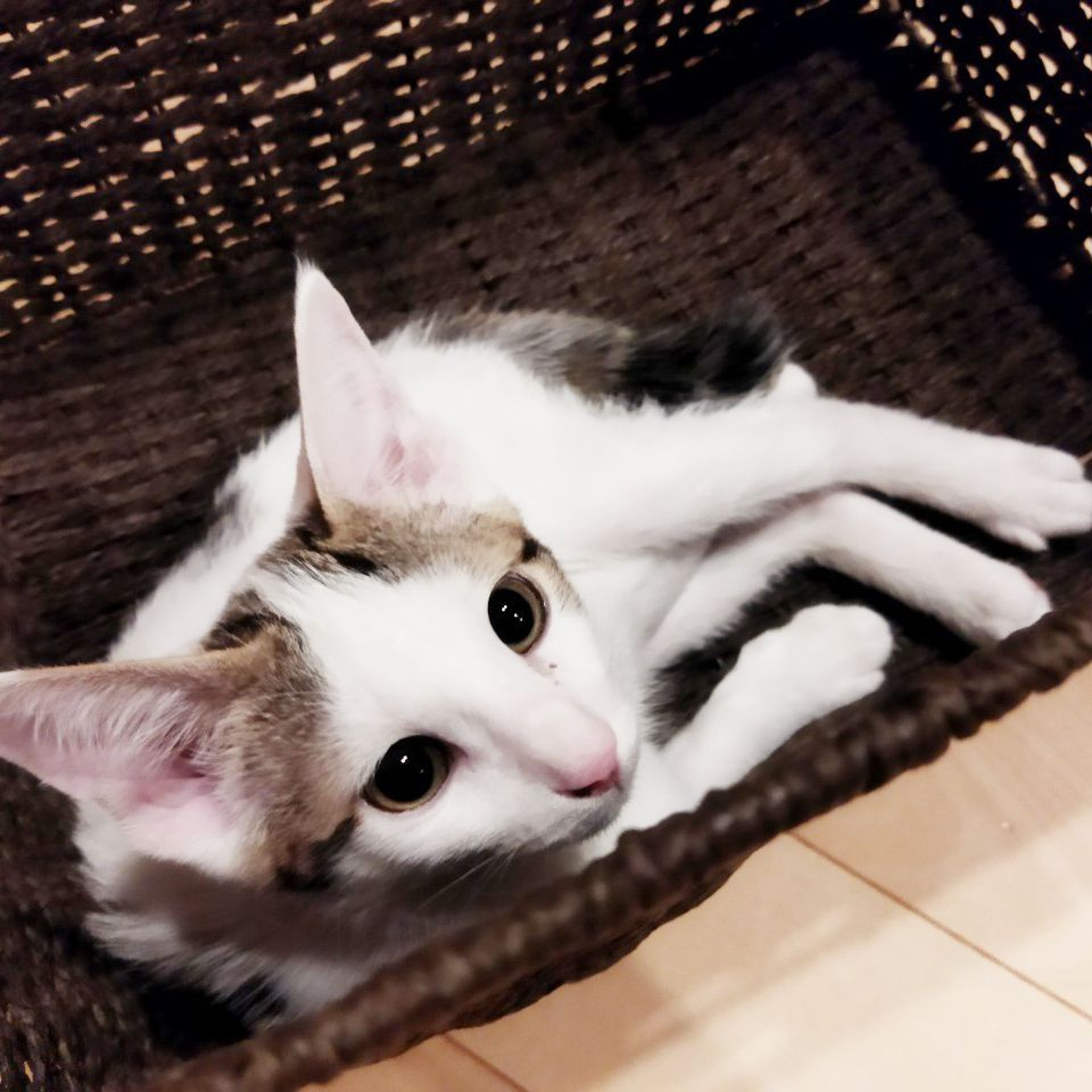 pet-image-6