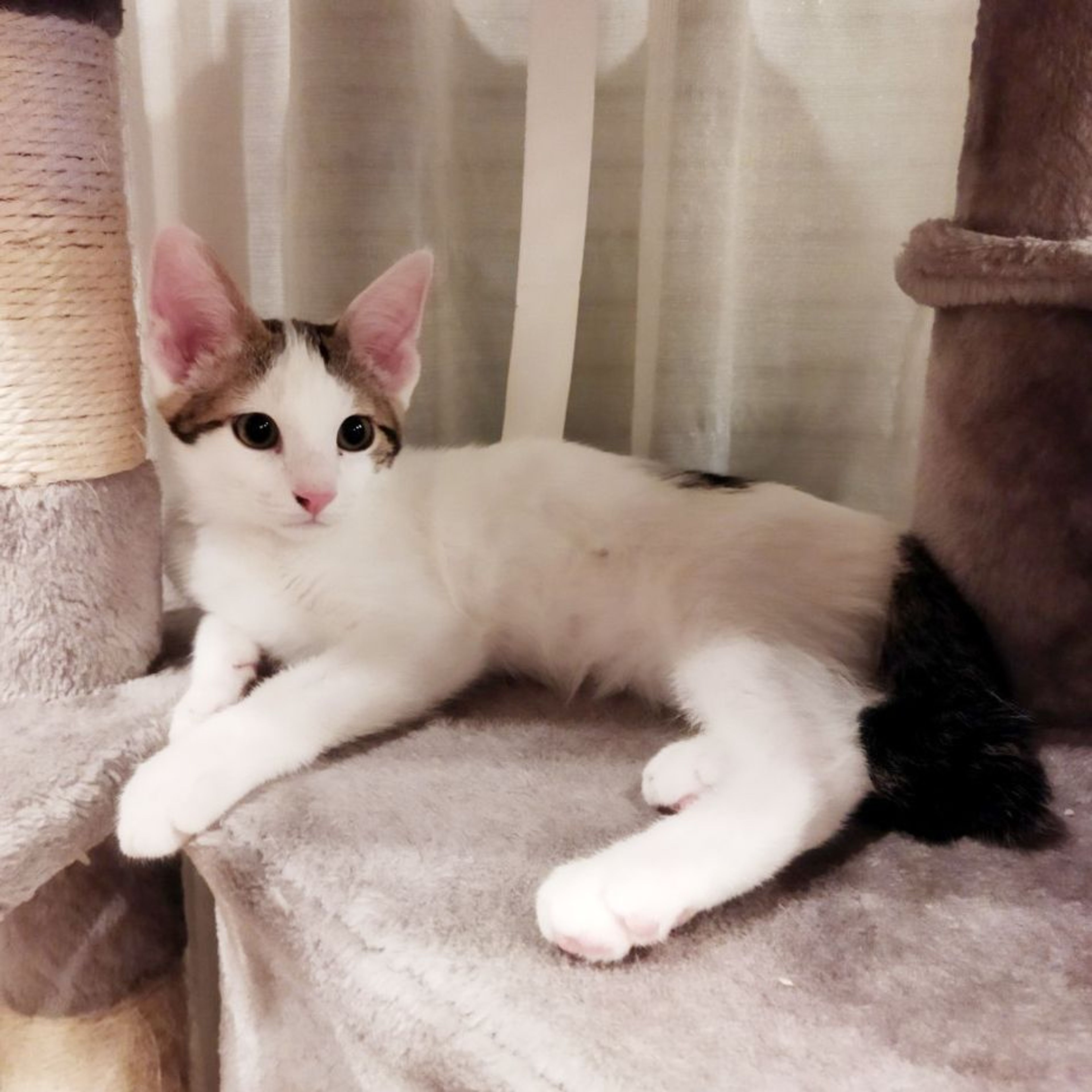 pet-image-8