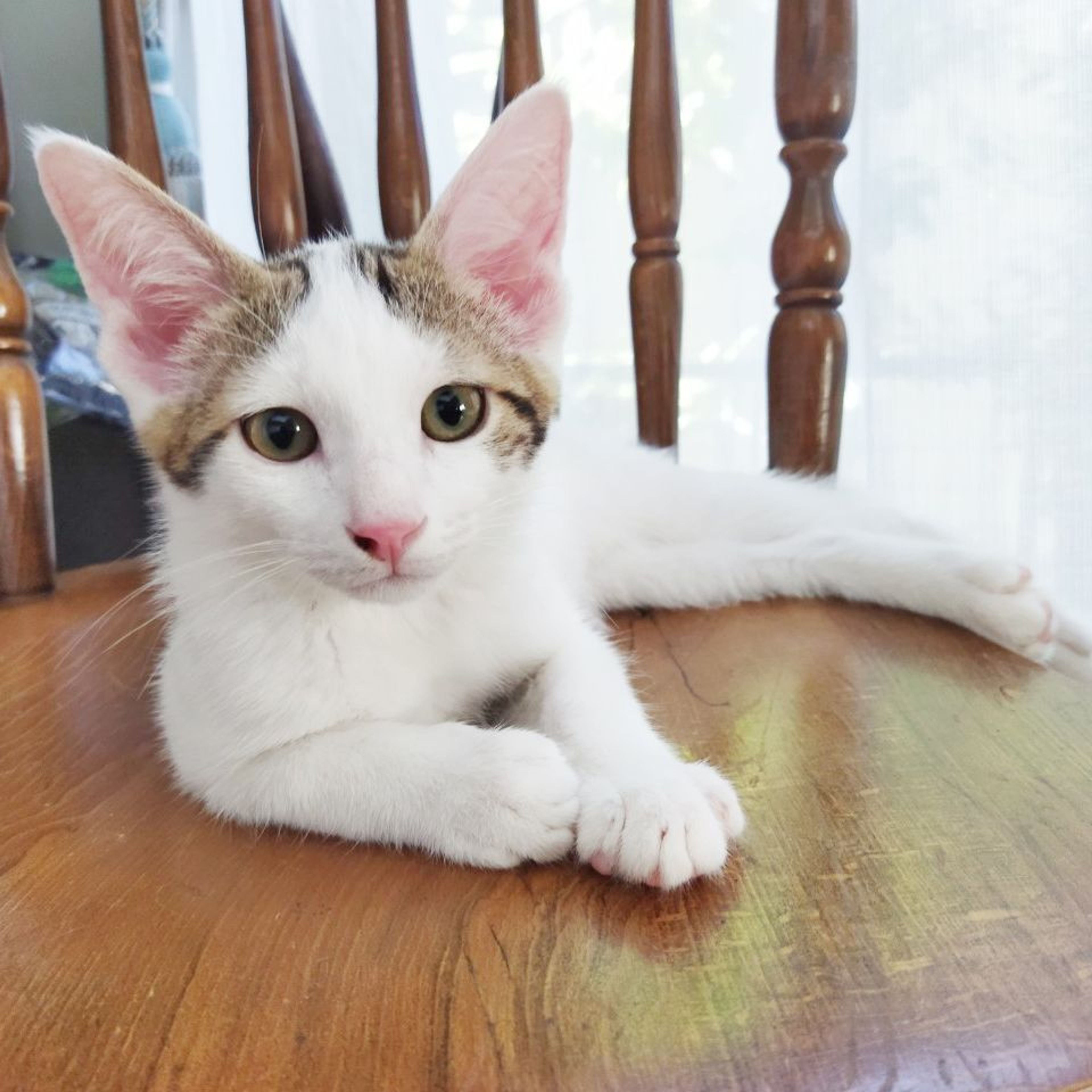 pet-image-9