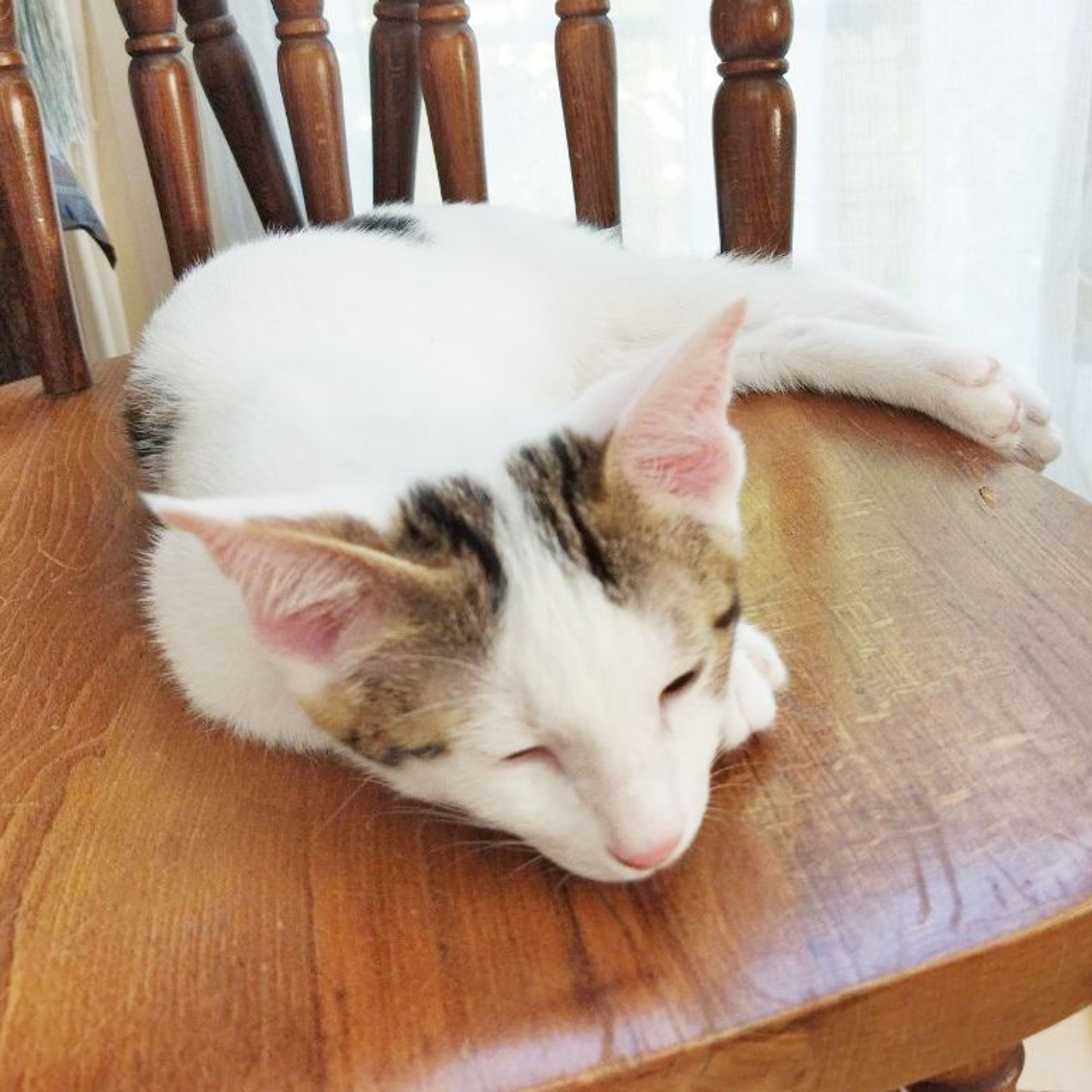 pet-image-10