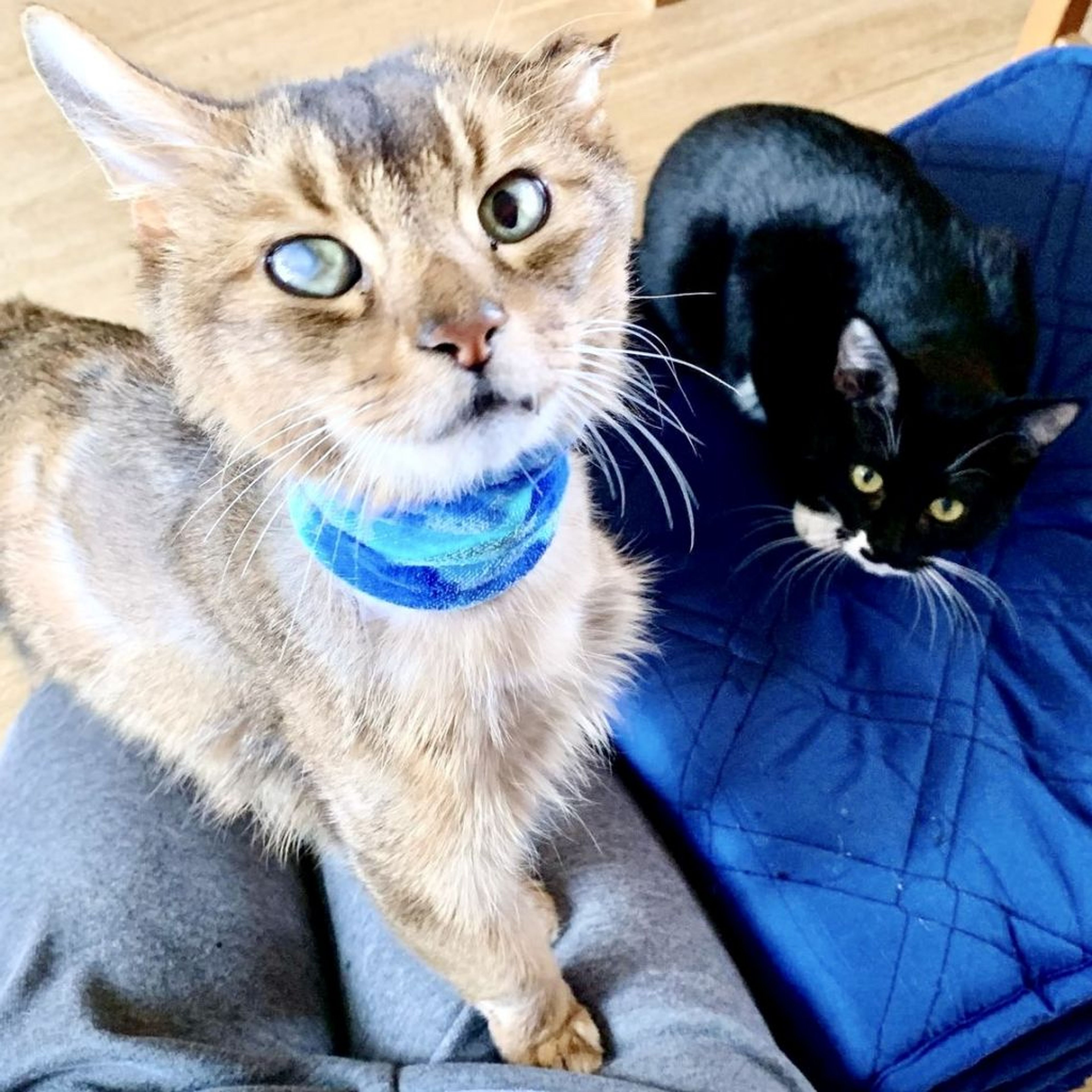 pet-image-6