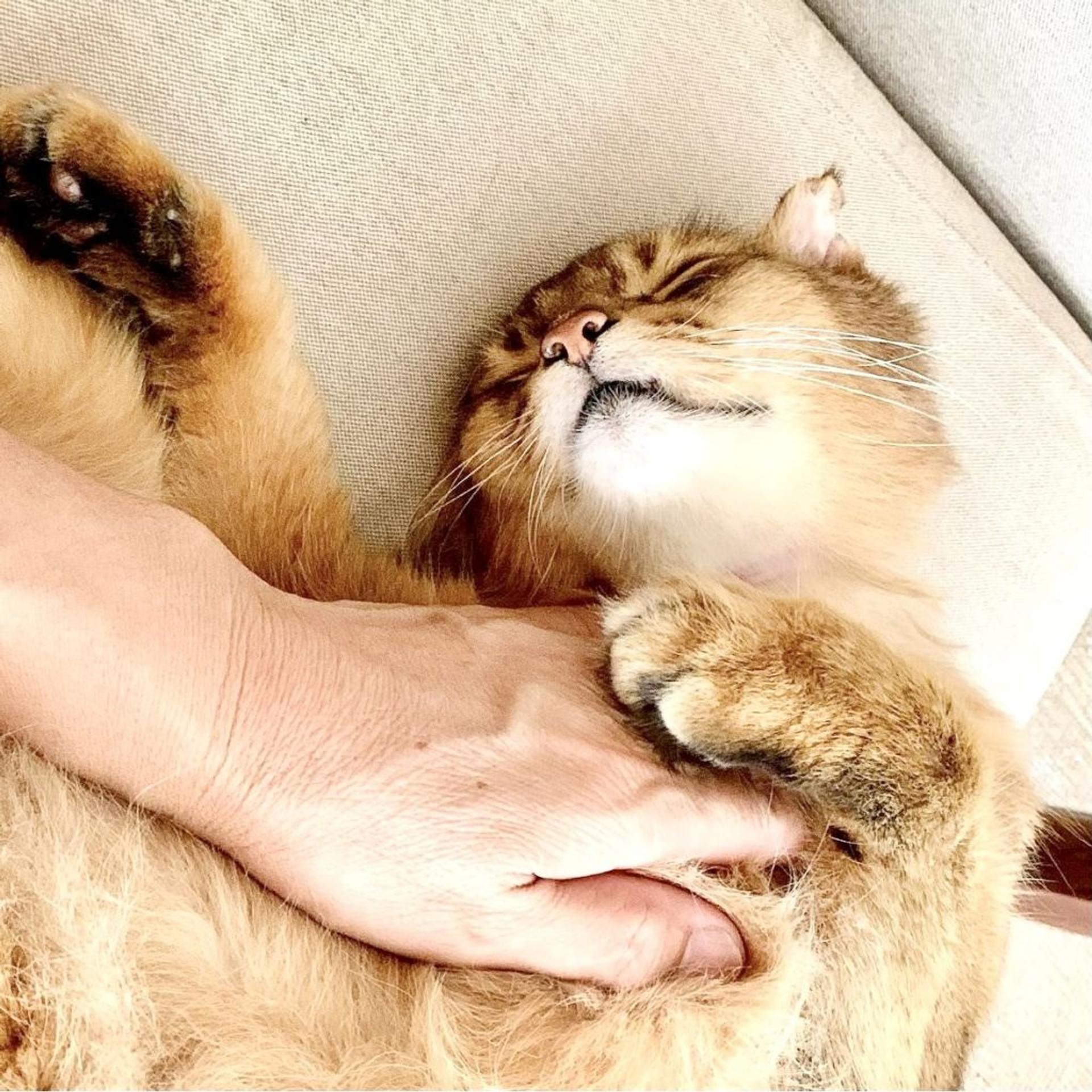 pet-image-7