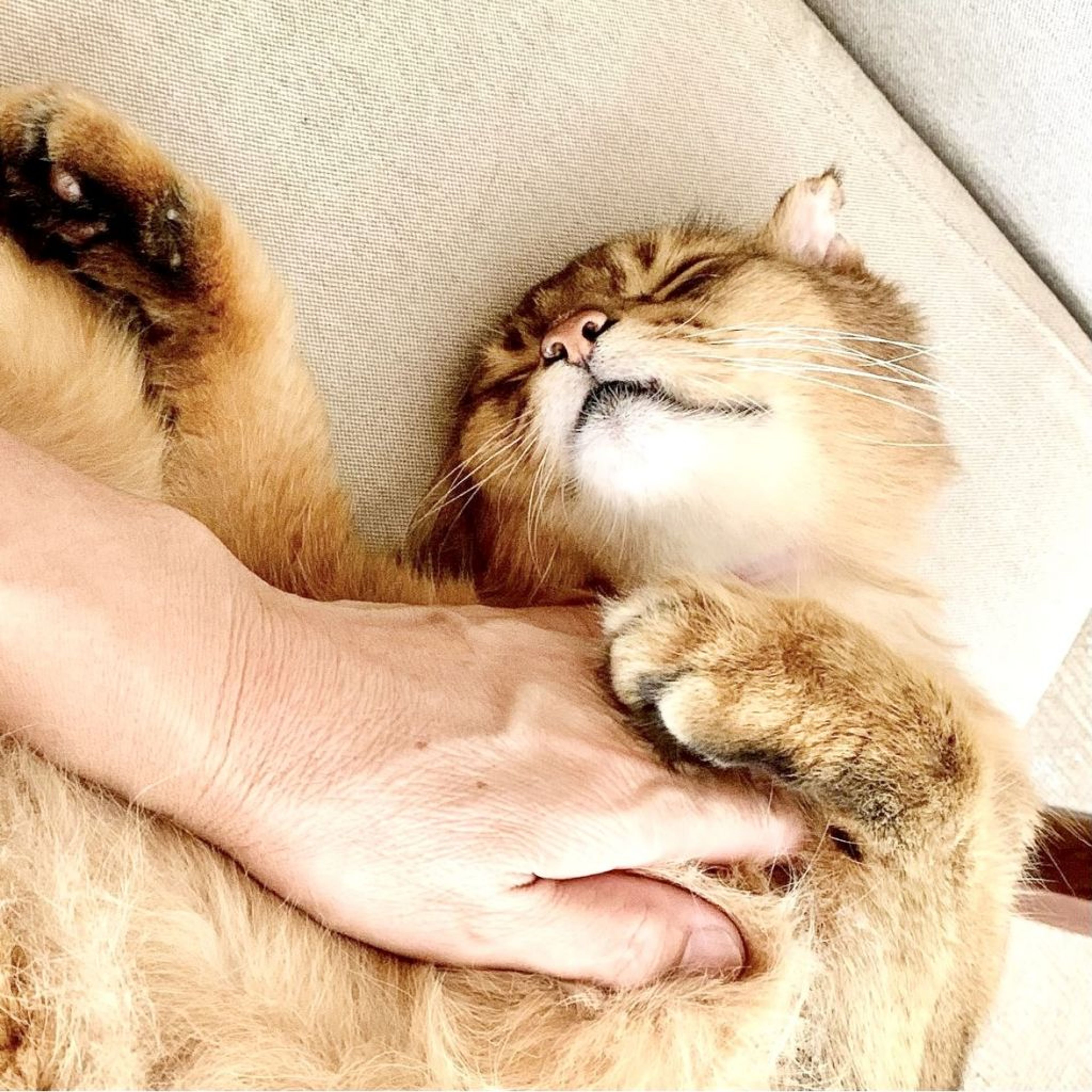 pet-image-7