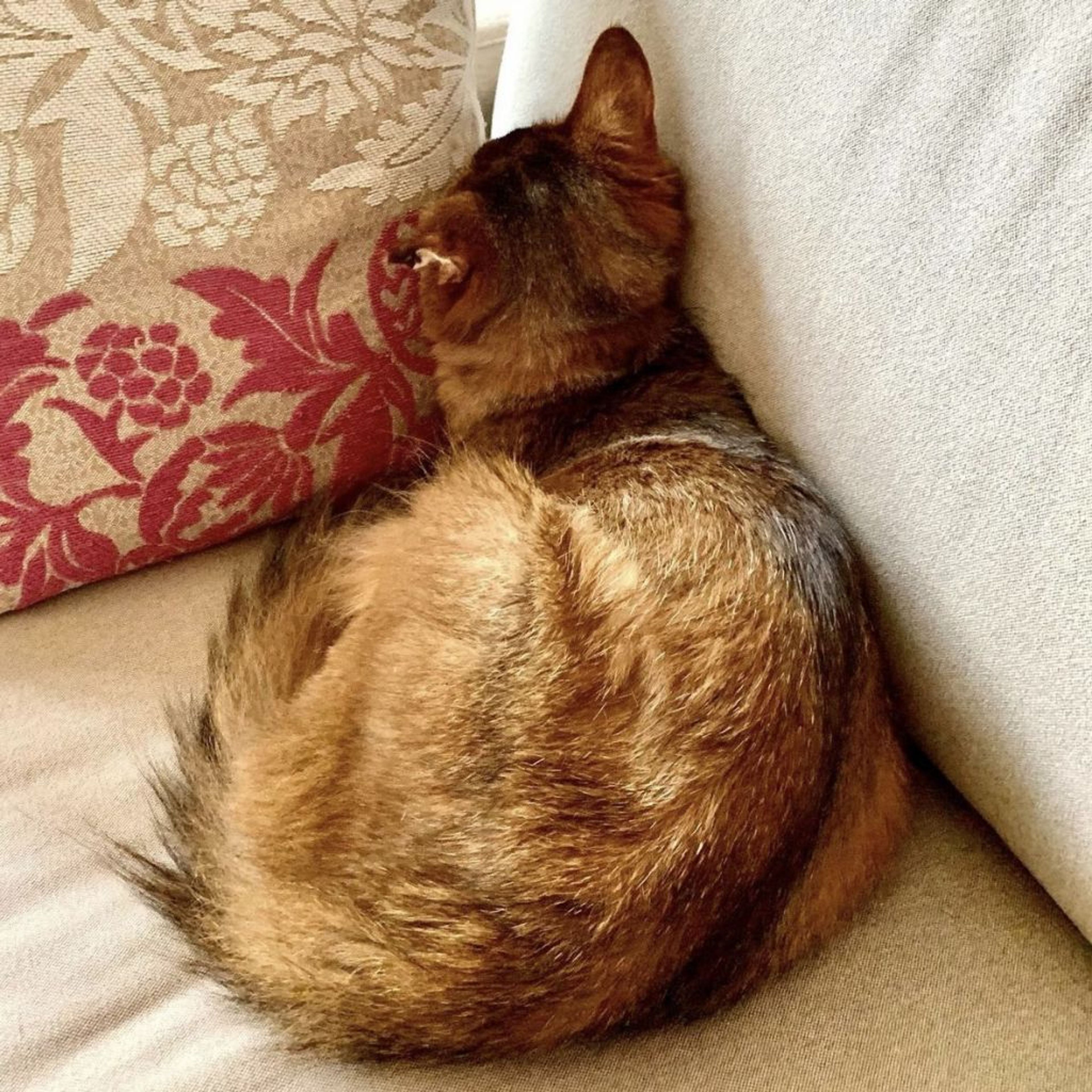 pet-image-8