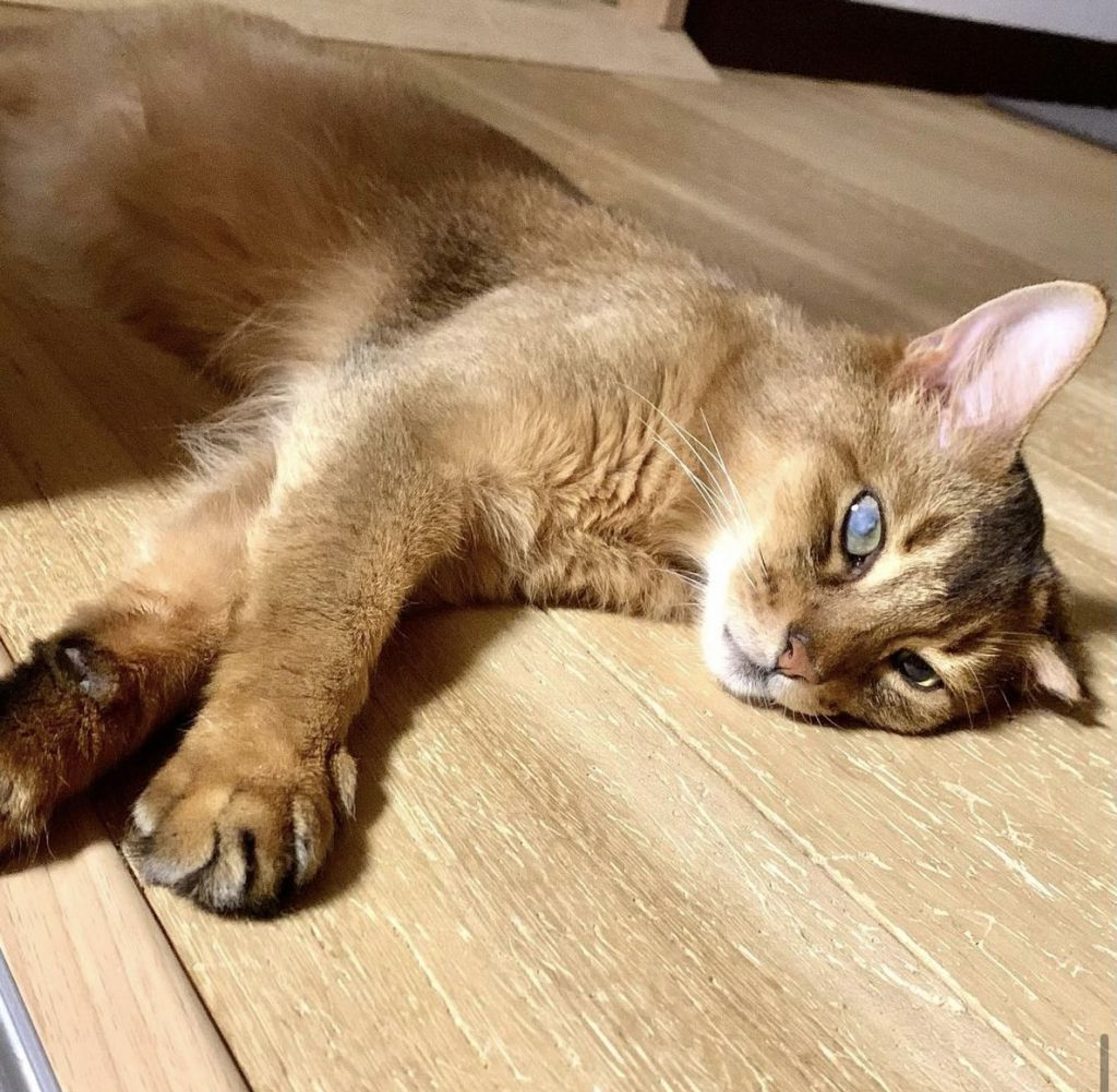 pet-image-9