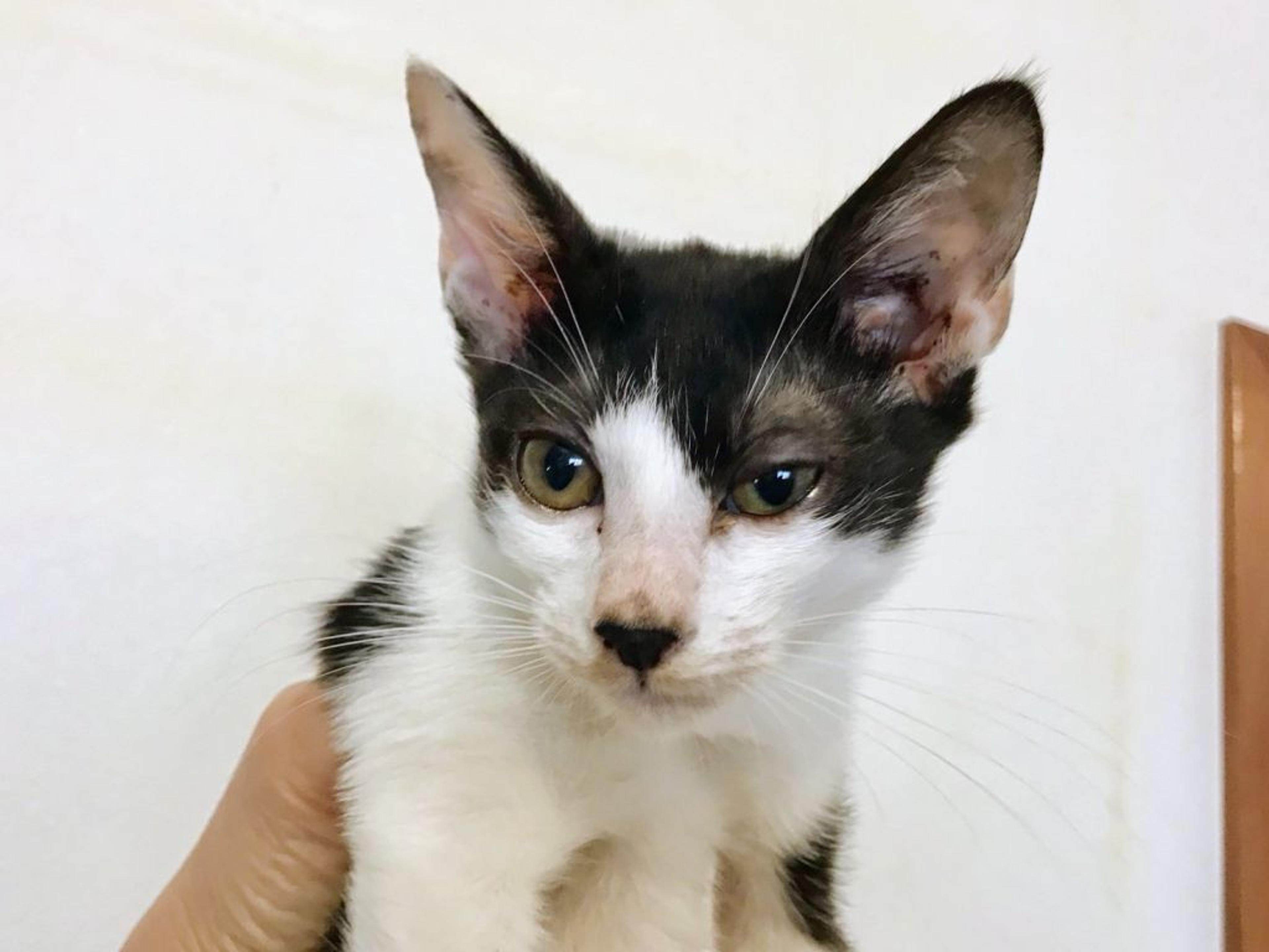 pet-image-3