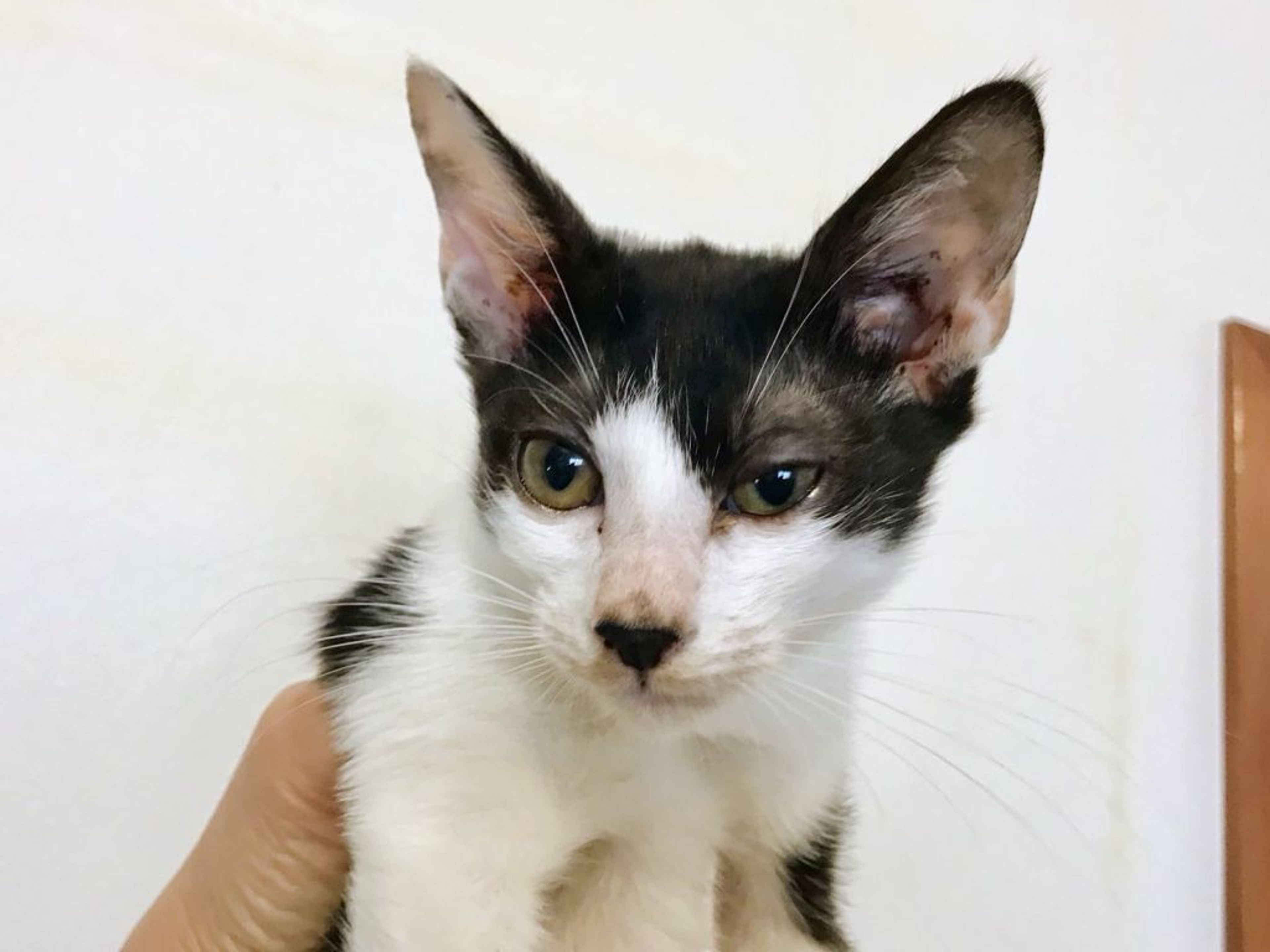 pet-image-3