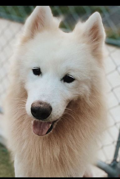 サーモンの写真