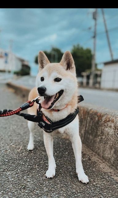 カープの写真
