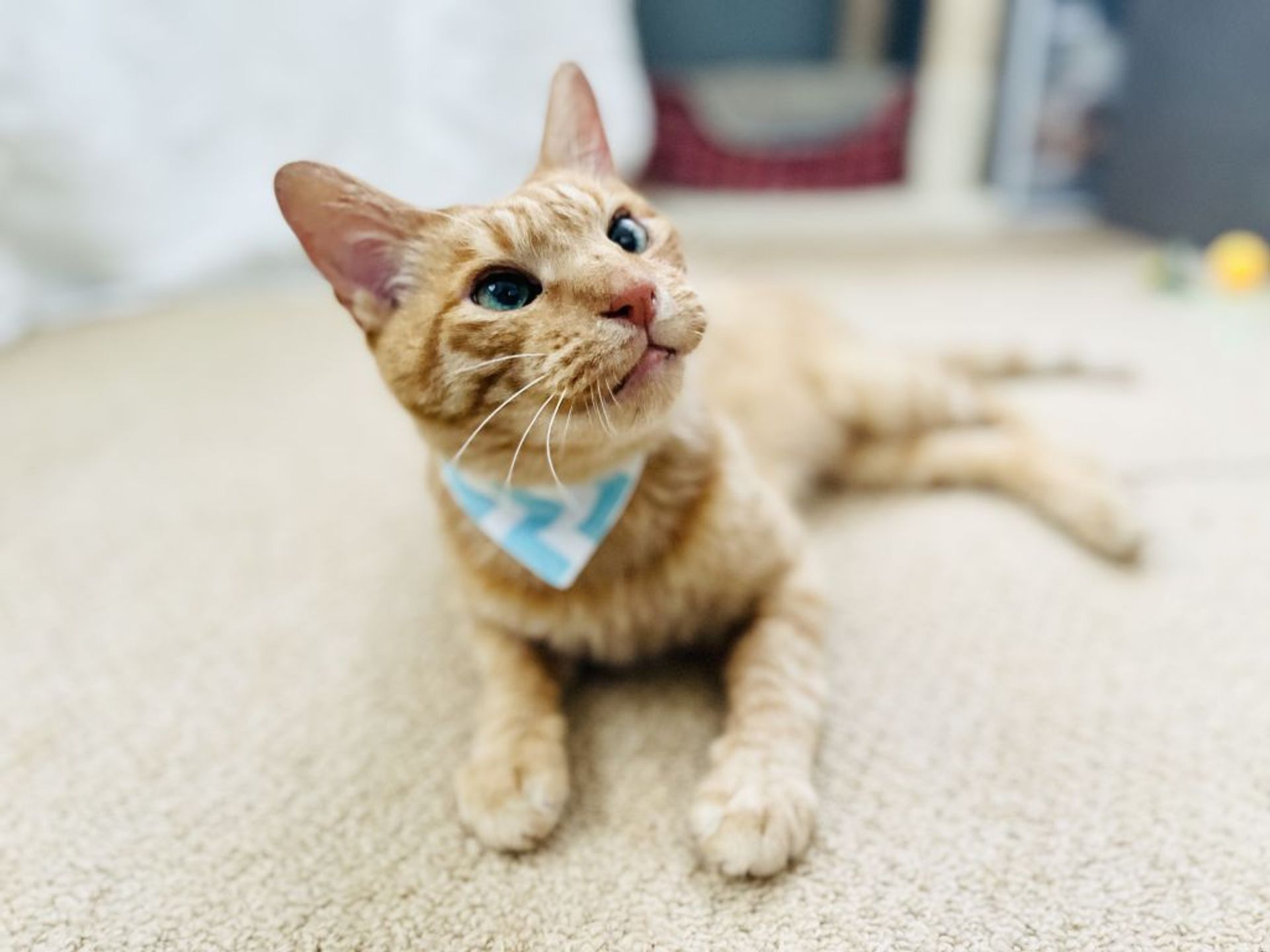 雑種（ミックス猫）・オスの里親募集の写真