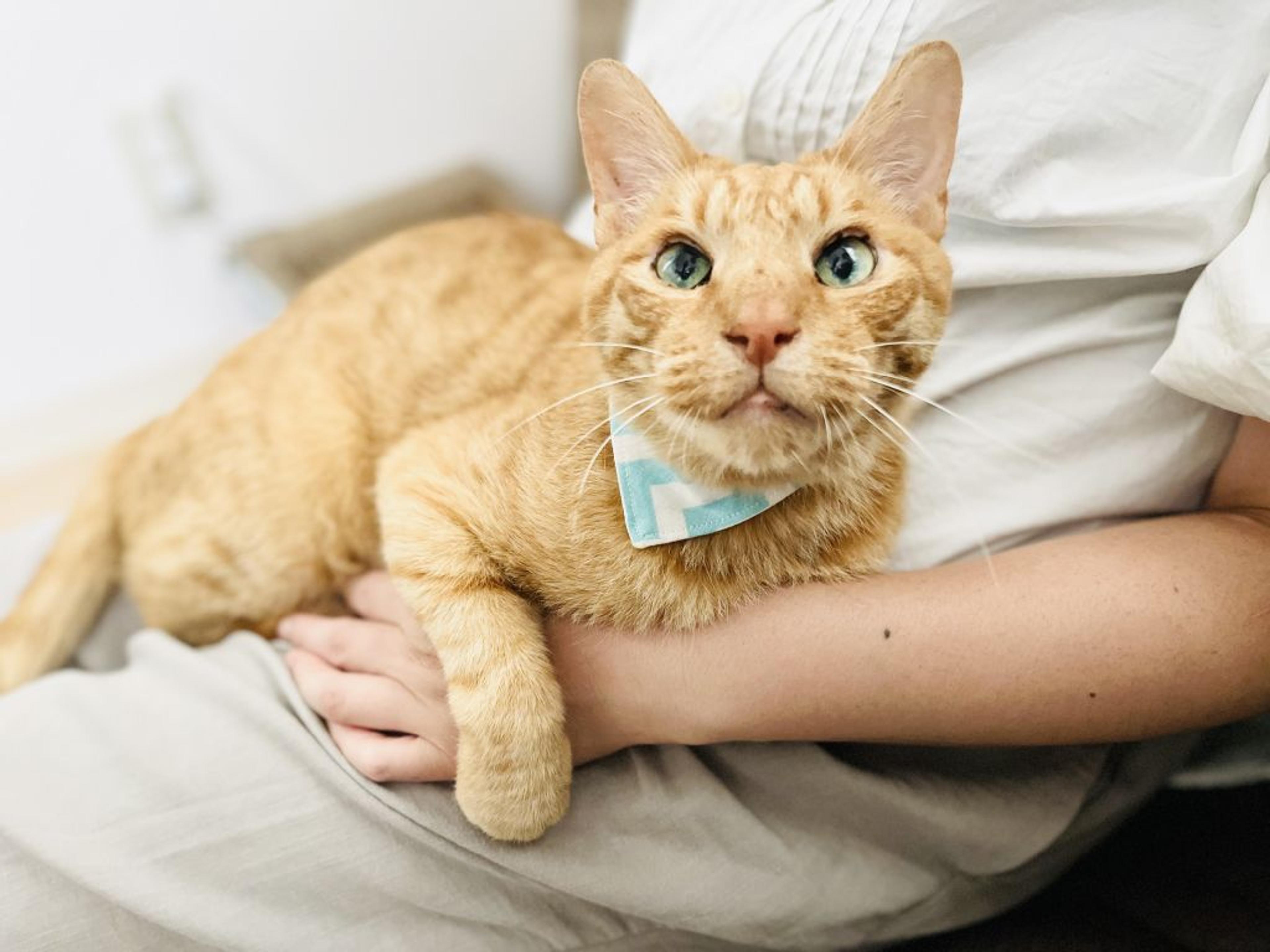 pet-image-2
