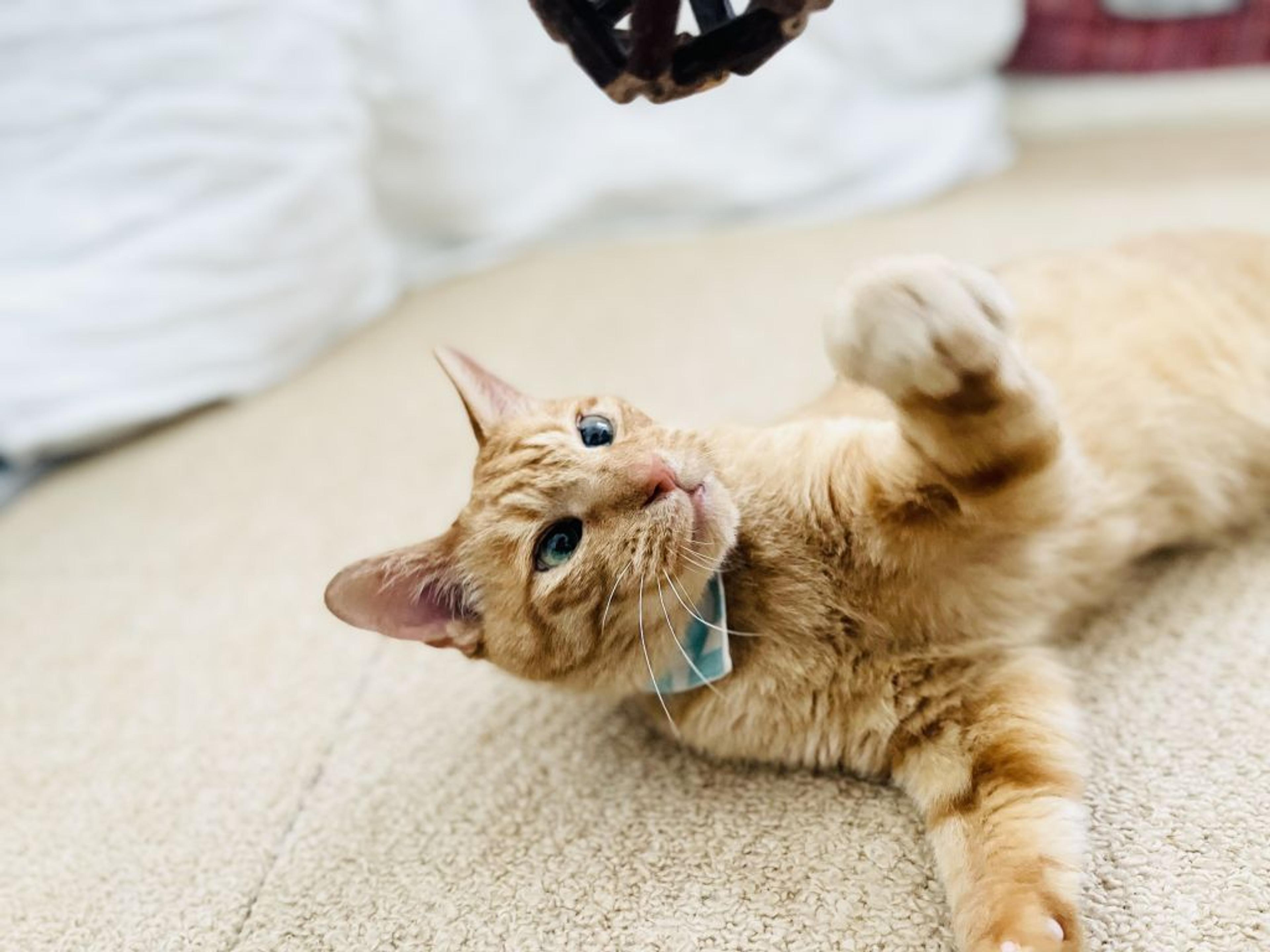 pet-image-3