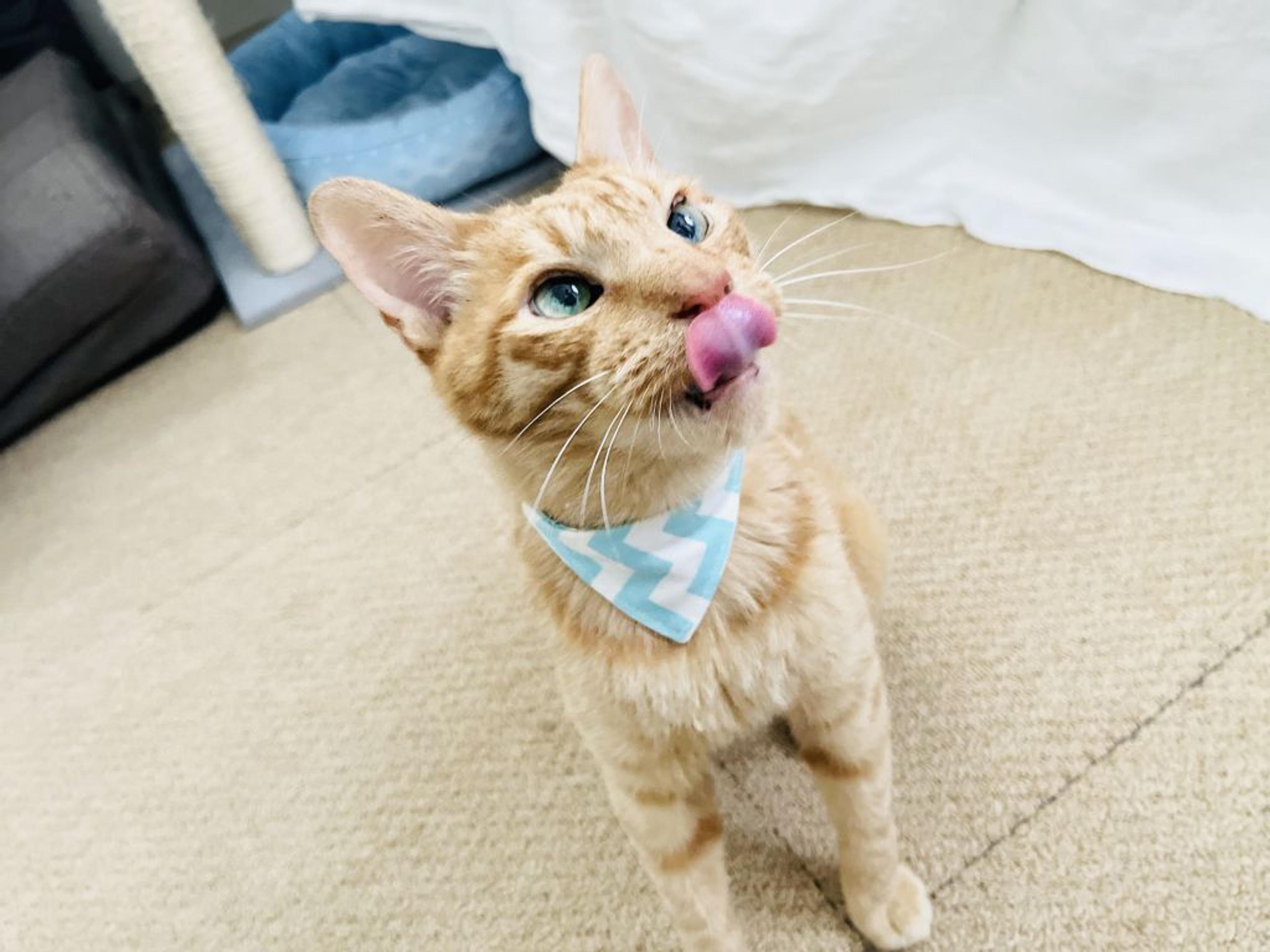 pet-image-4