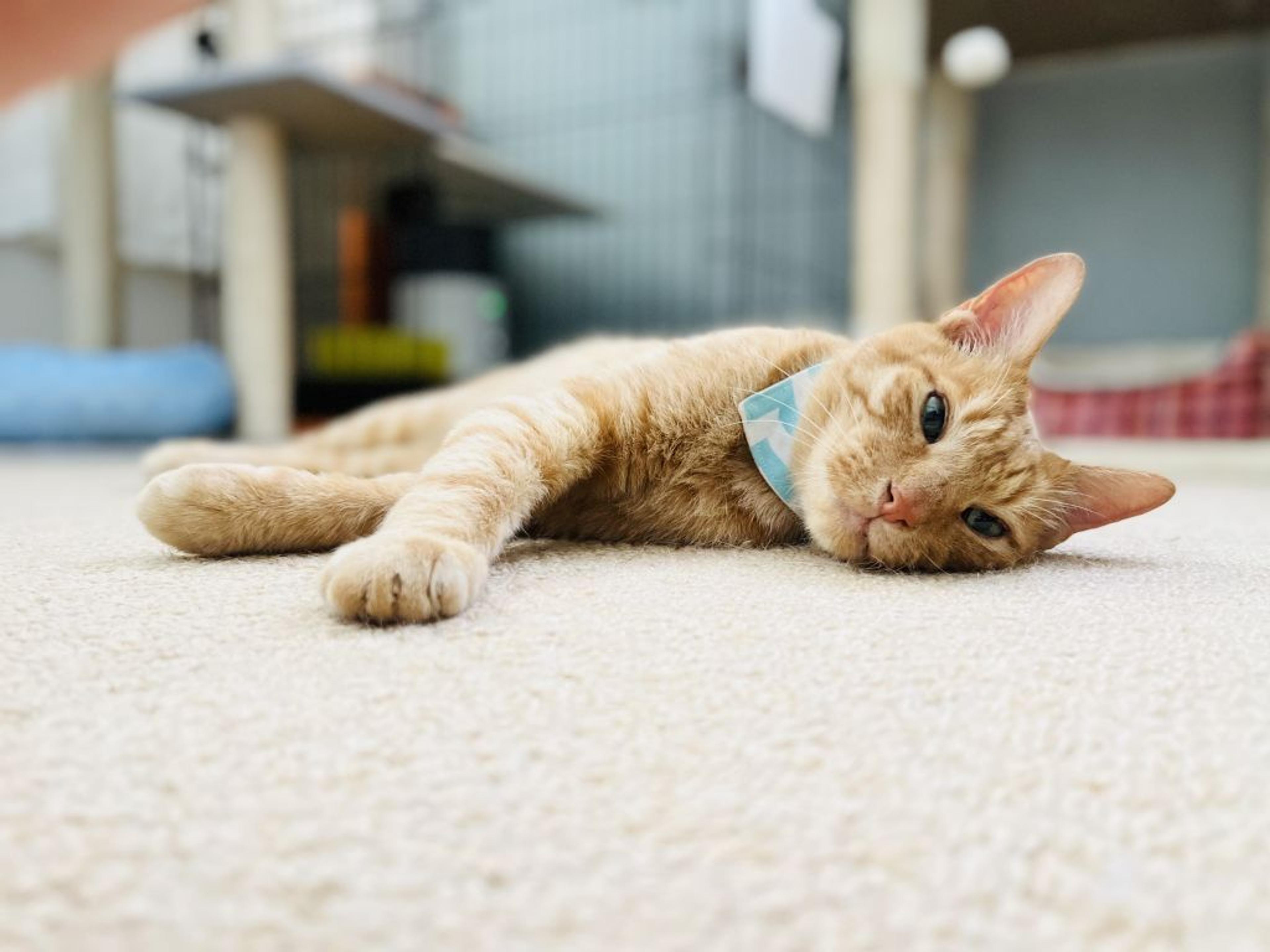 pet-image-5
