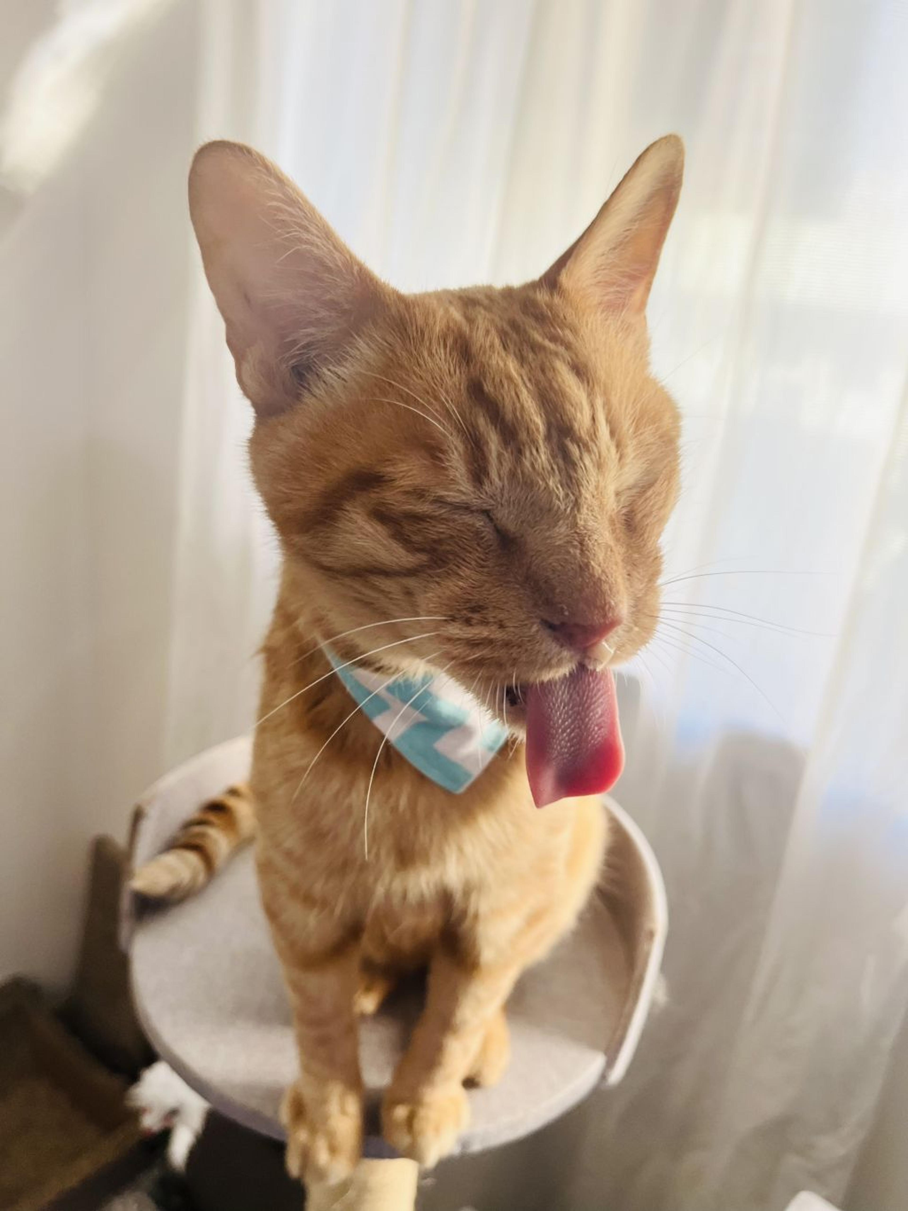 pet-image-6