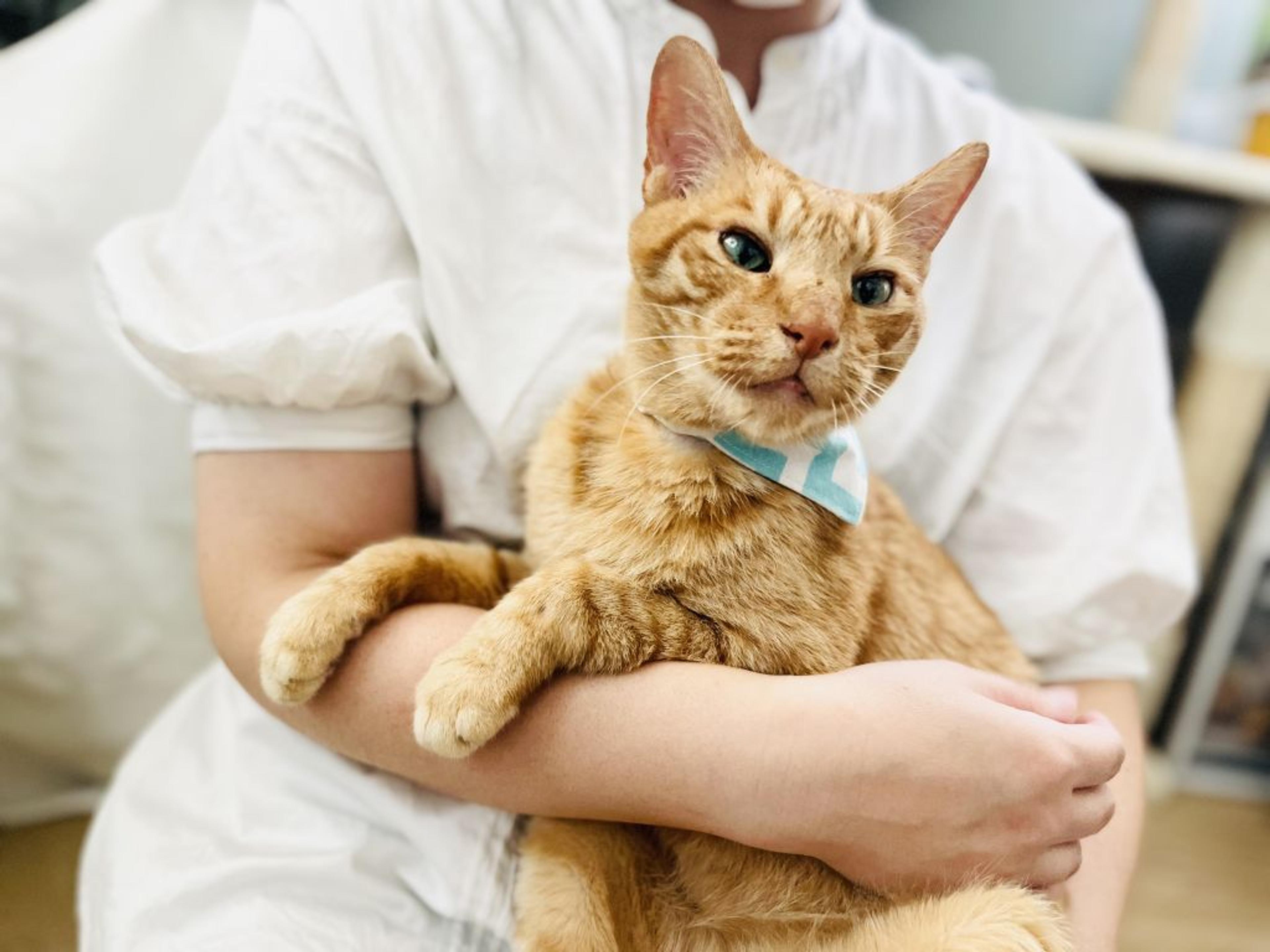 pet-image-7