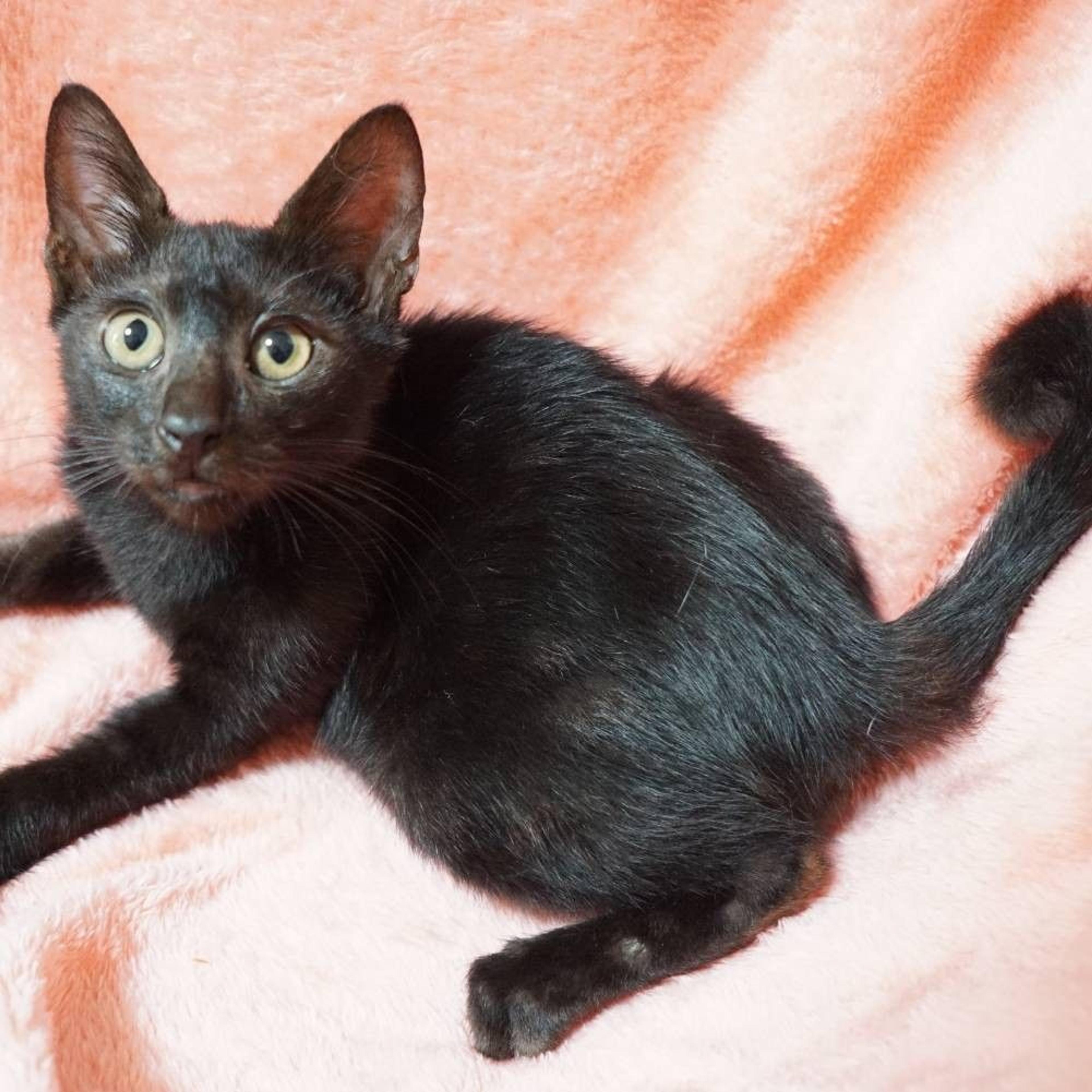 pet-image-3