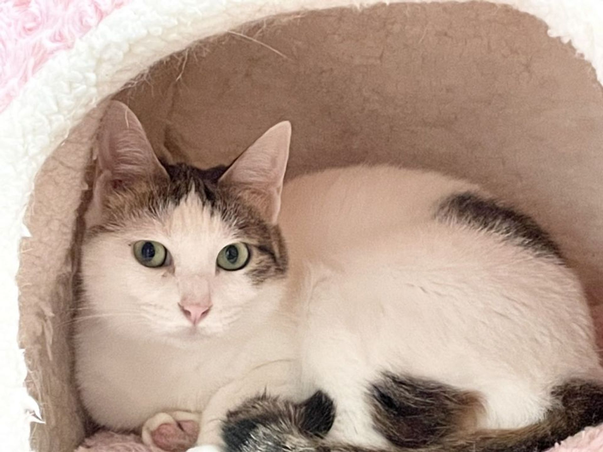 雑種（ミックス猫）・メスの里親募集の写真