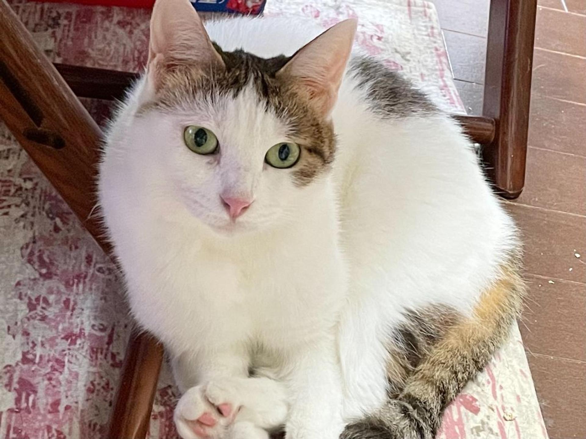 pet-image-2