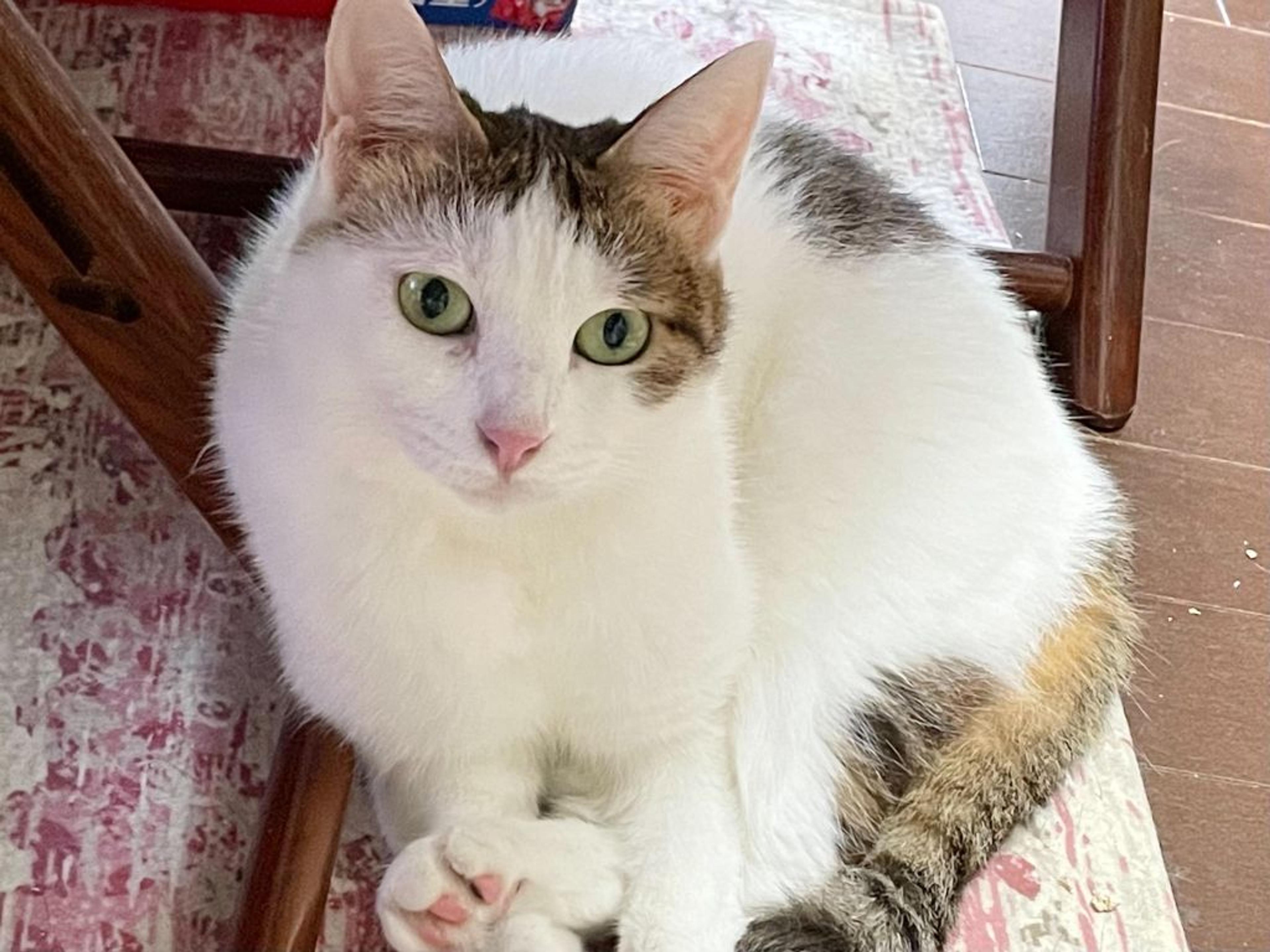 pet-image-2