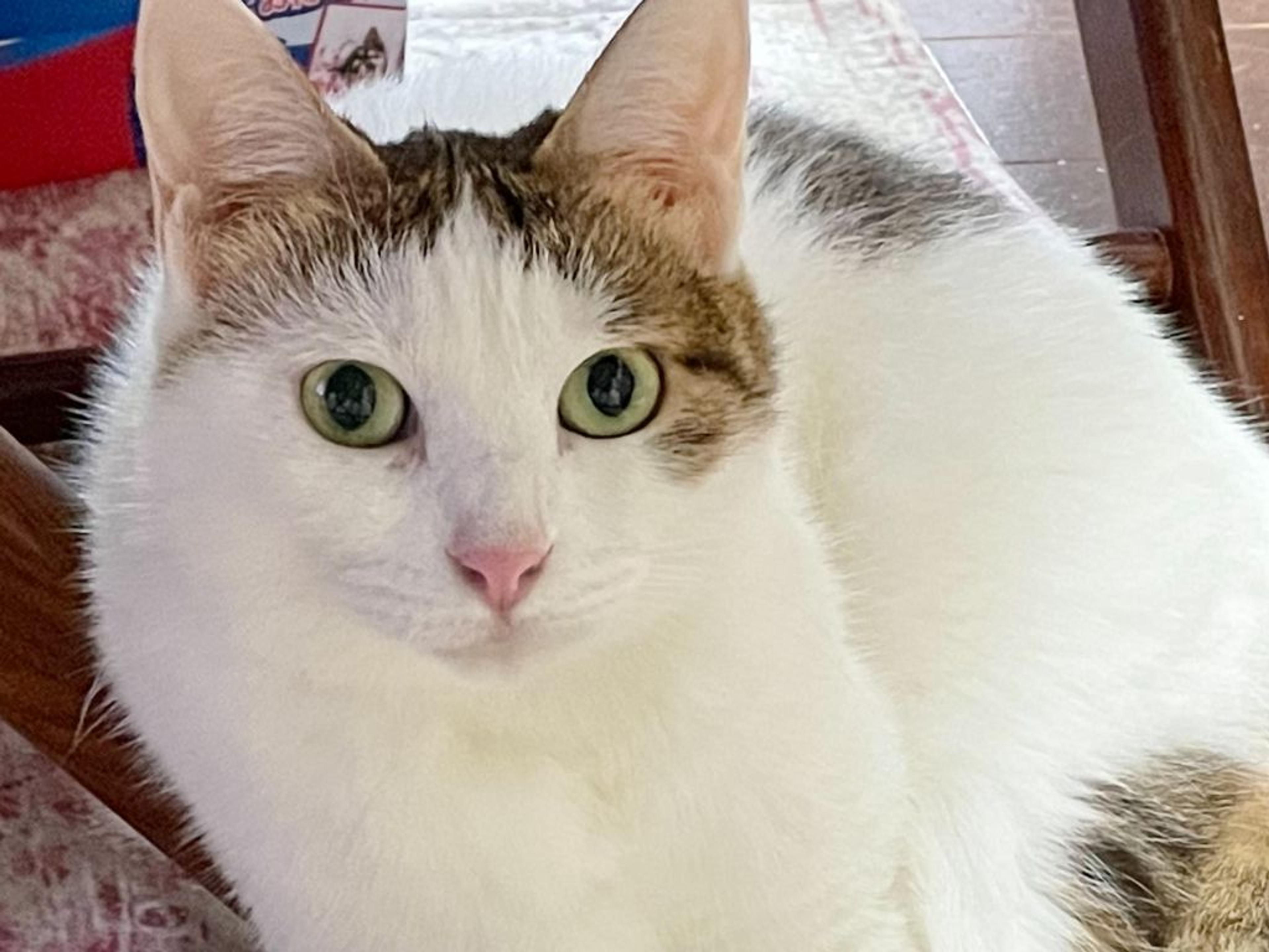 pet-image-3