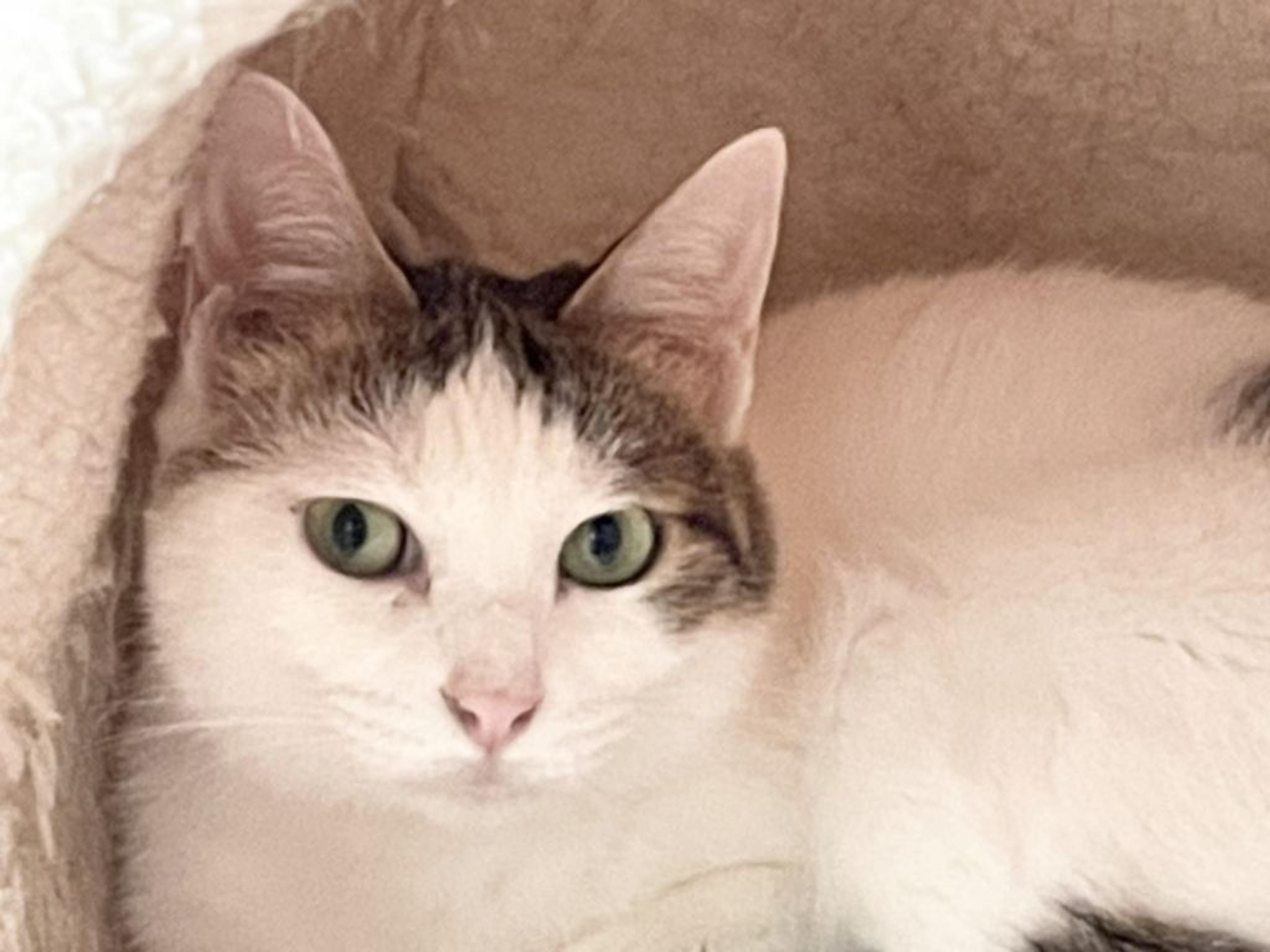 pet-image-4