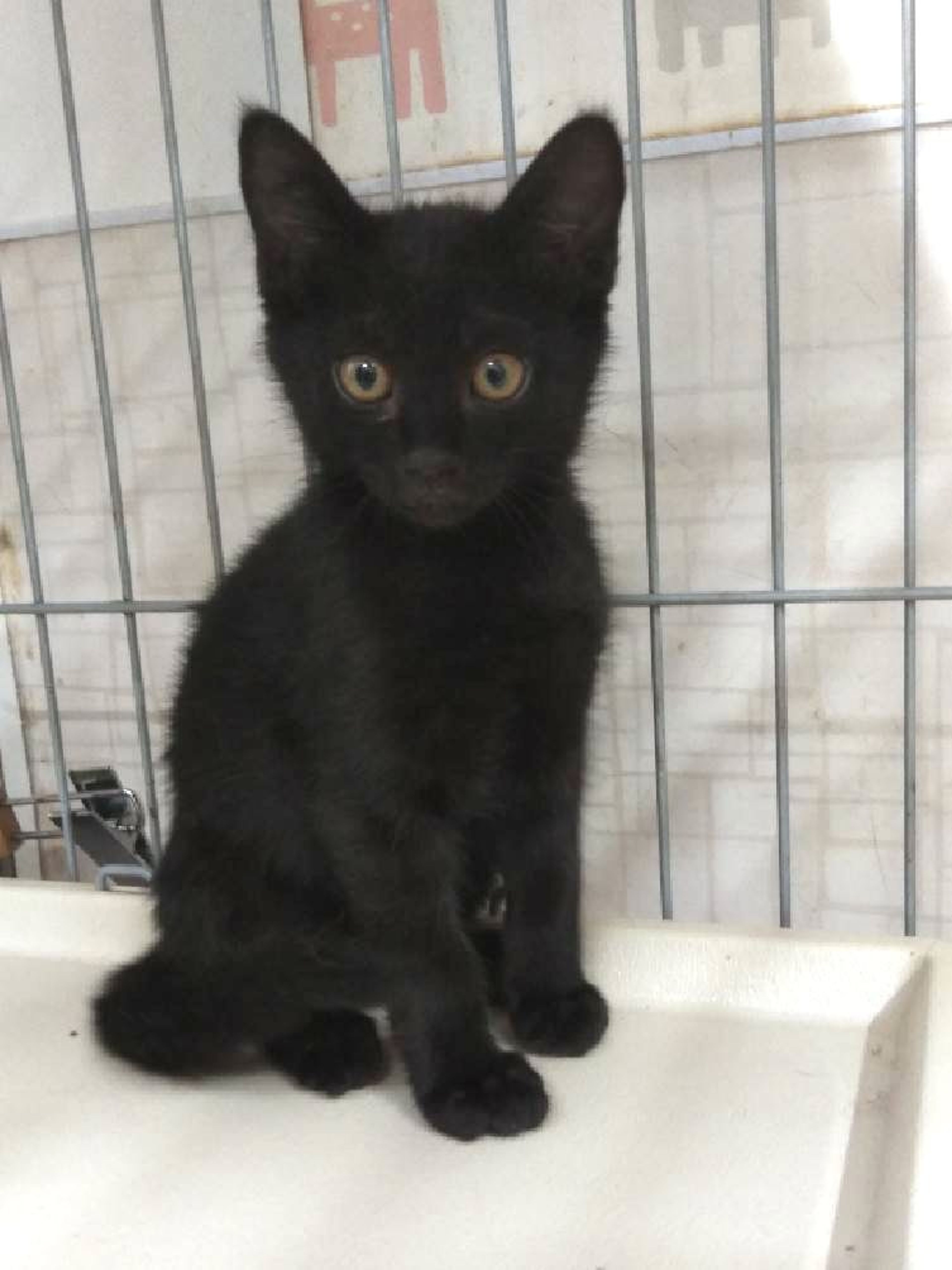 pet-image-2