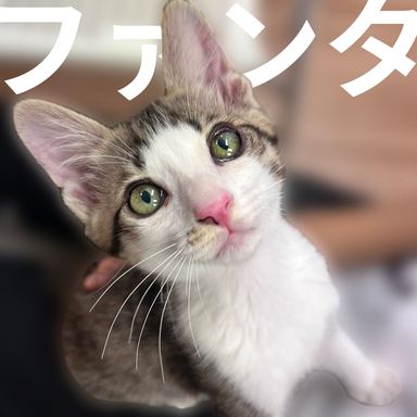 ファンタの写真