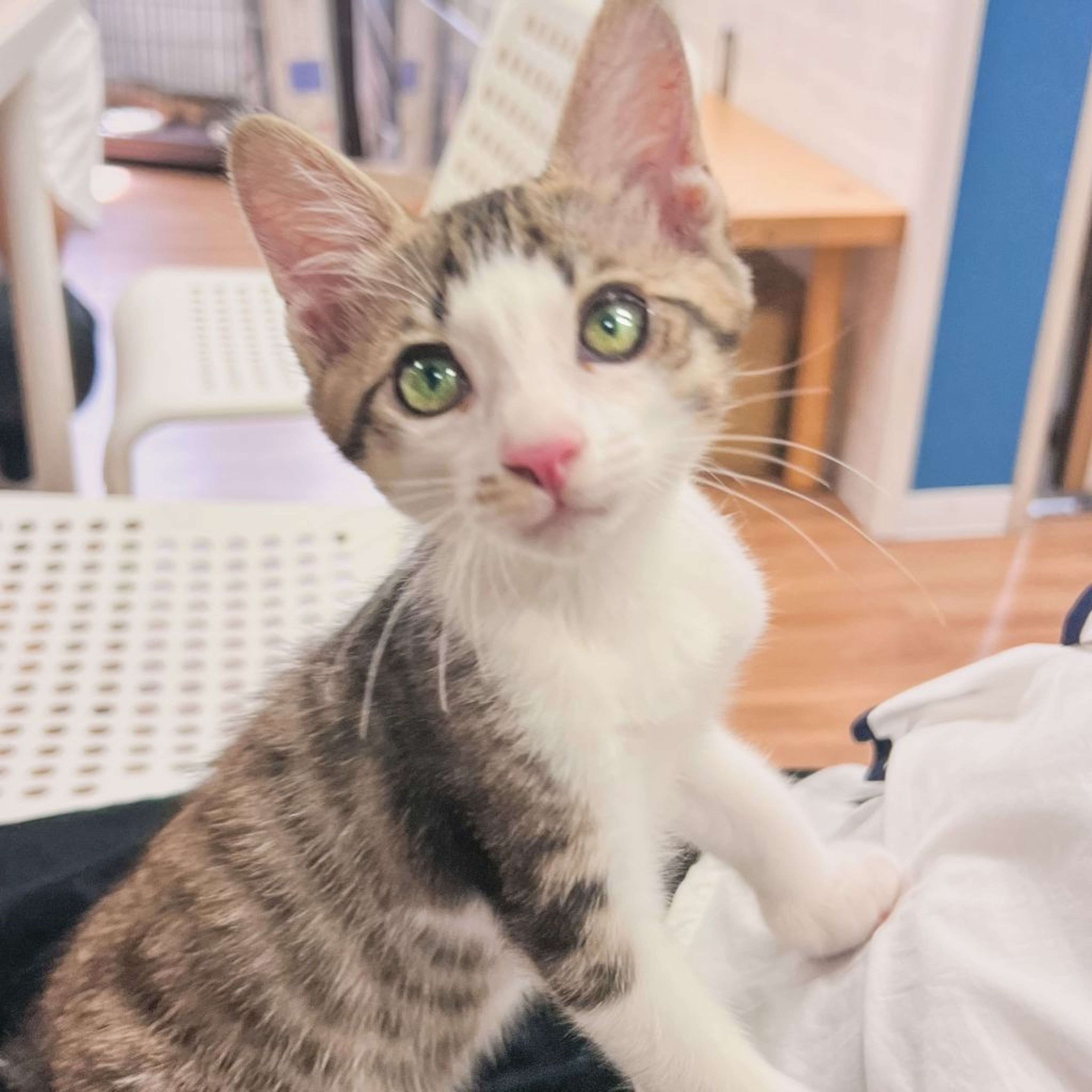 pet-image-2