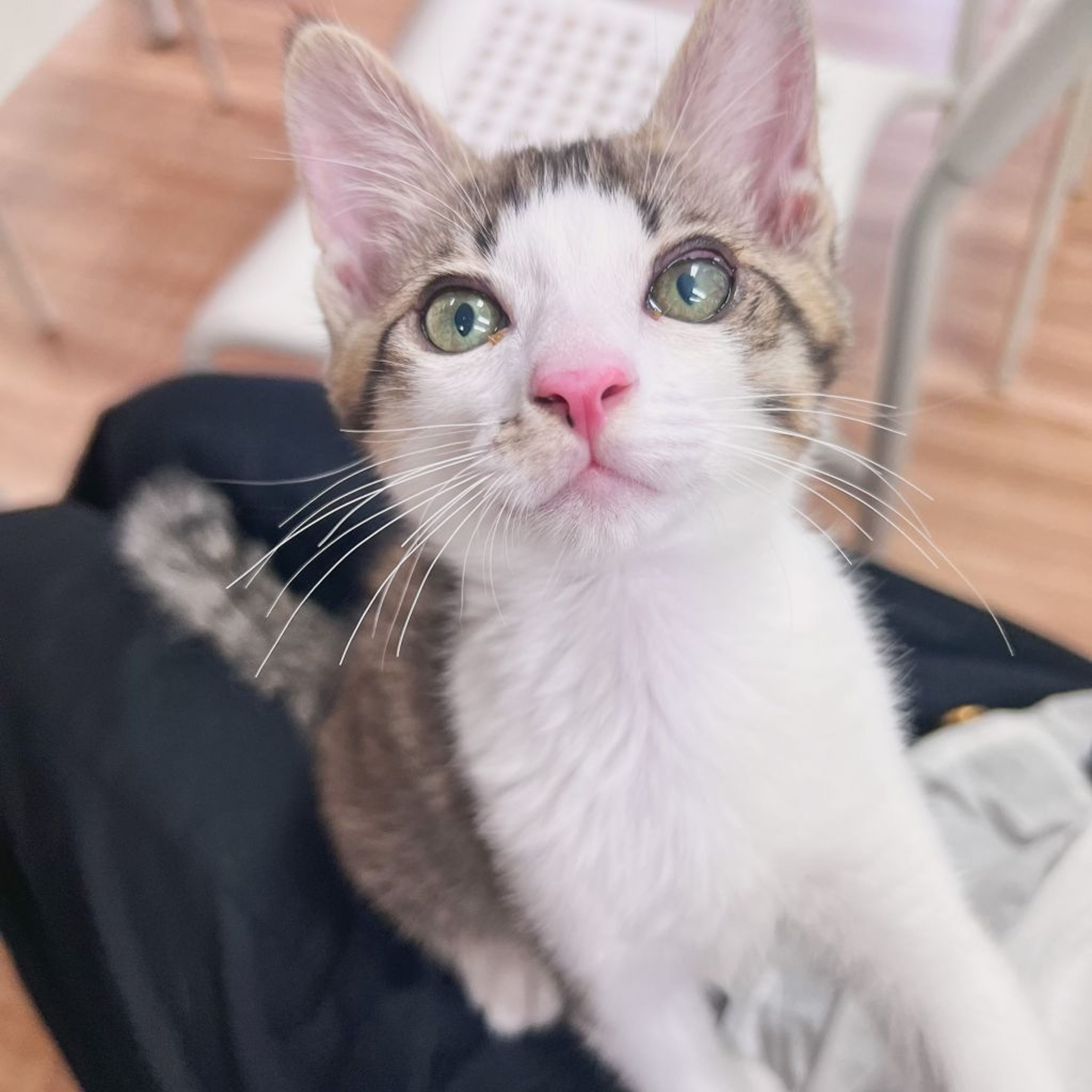 pet-image-3