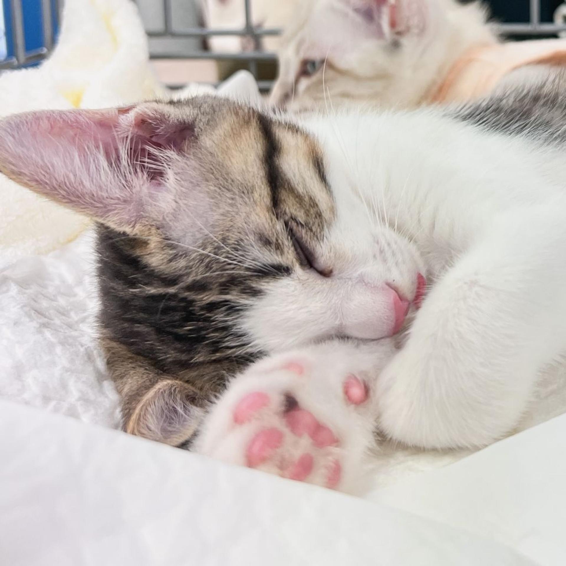 pet-image-4