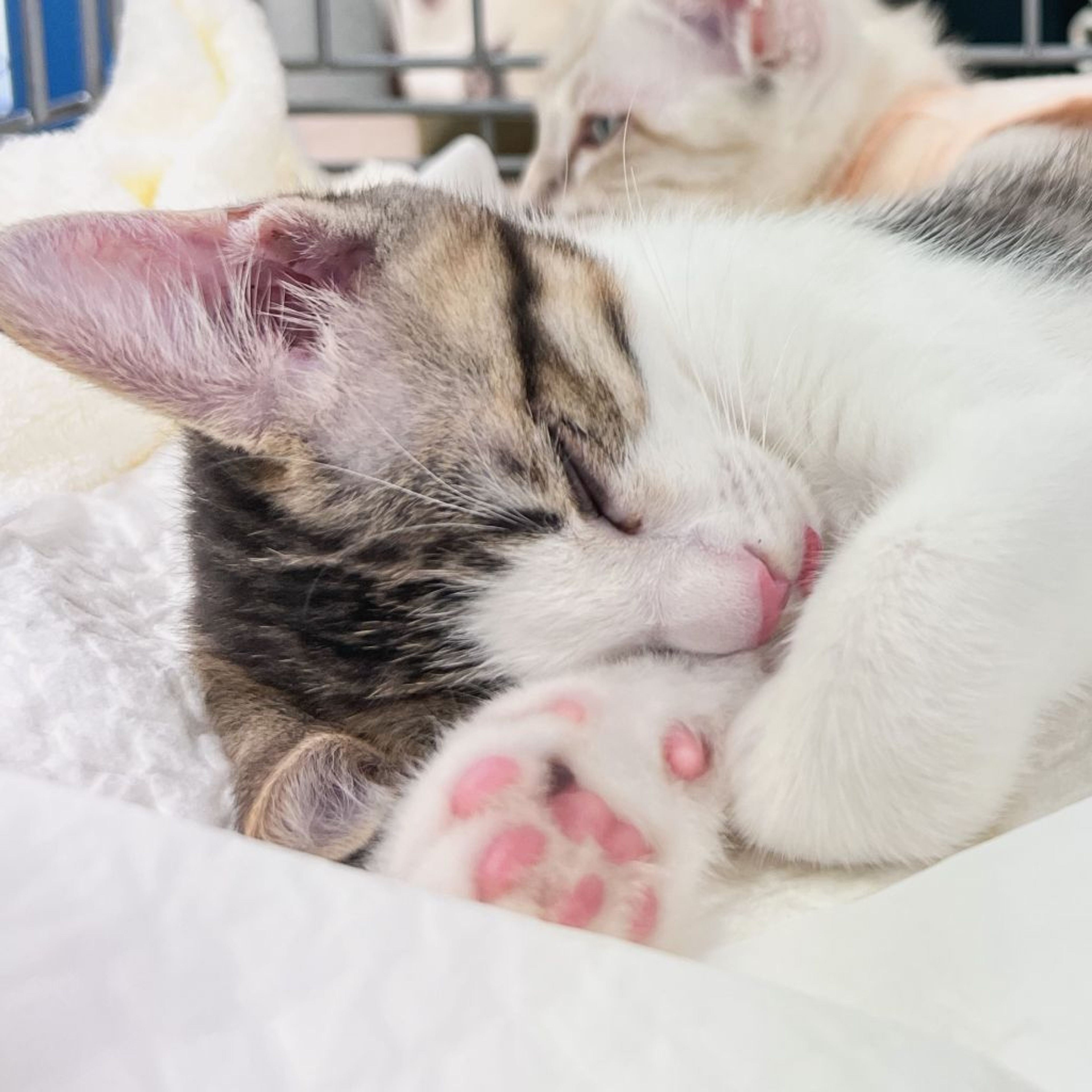 pet-image-4