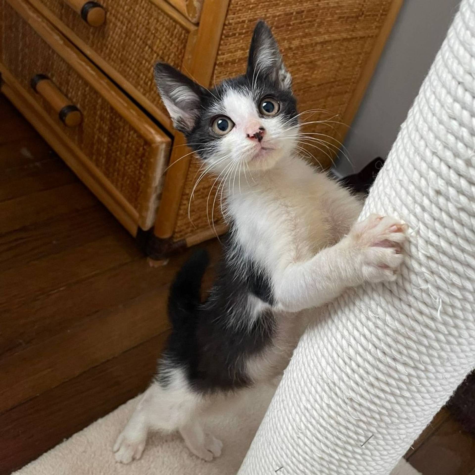 雑種（ミックス猫）・オスの里親募集の写真
