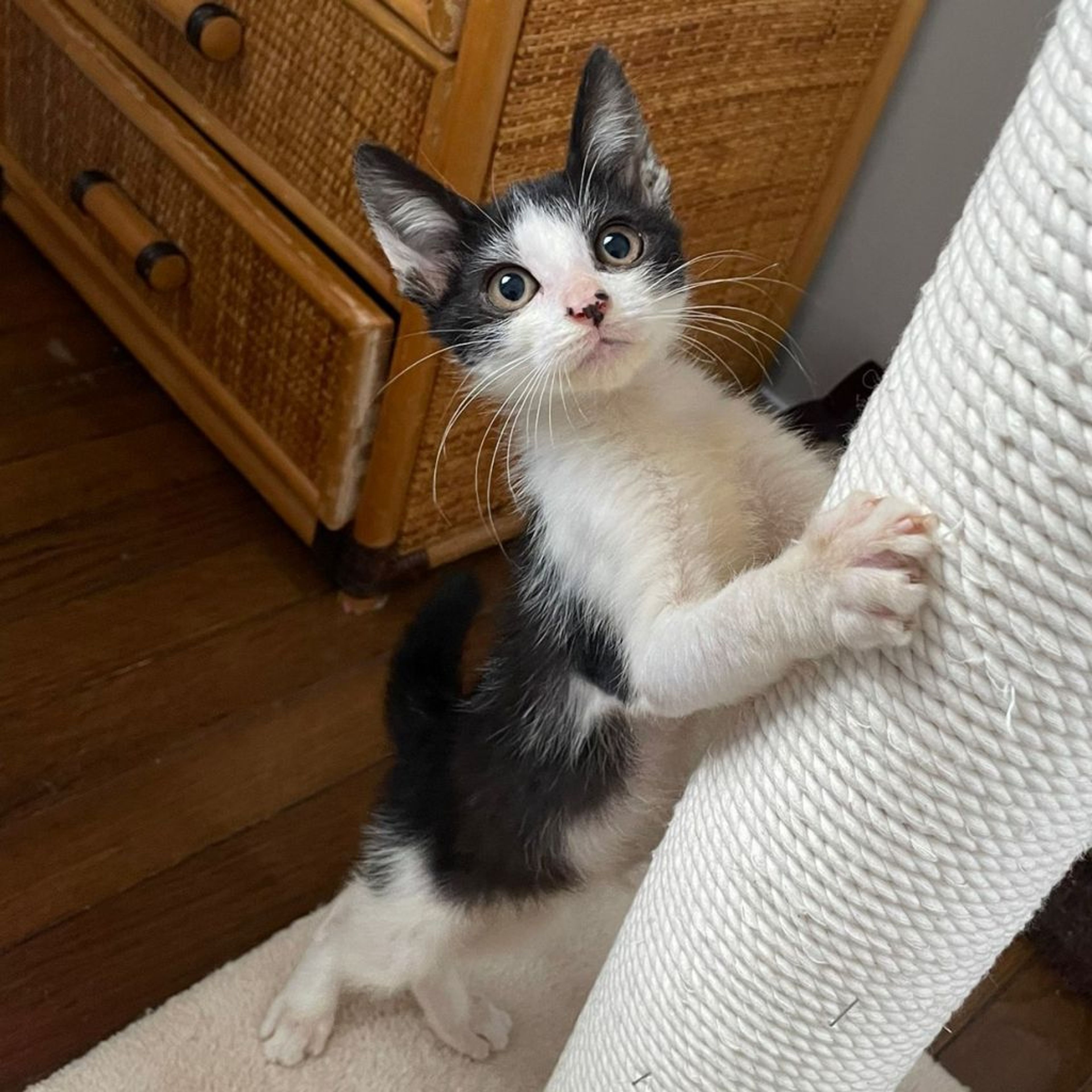 雑種（ミックス猫）・オスの里親募集の写真