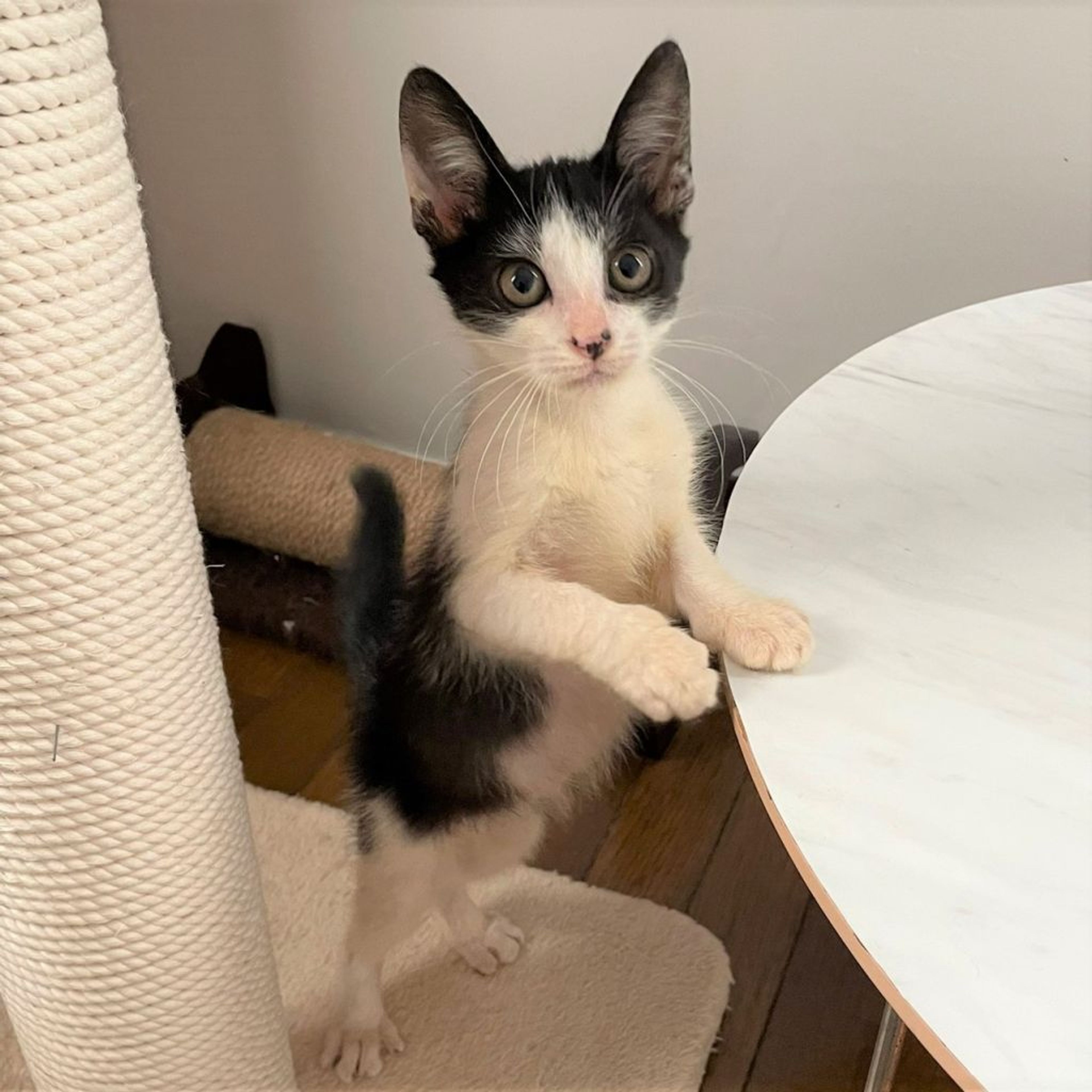 pet-image-2