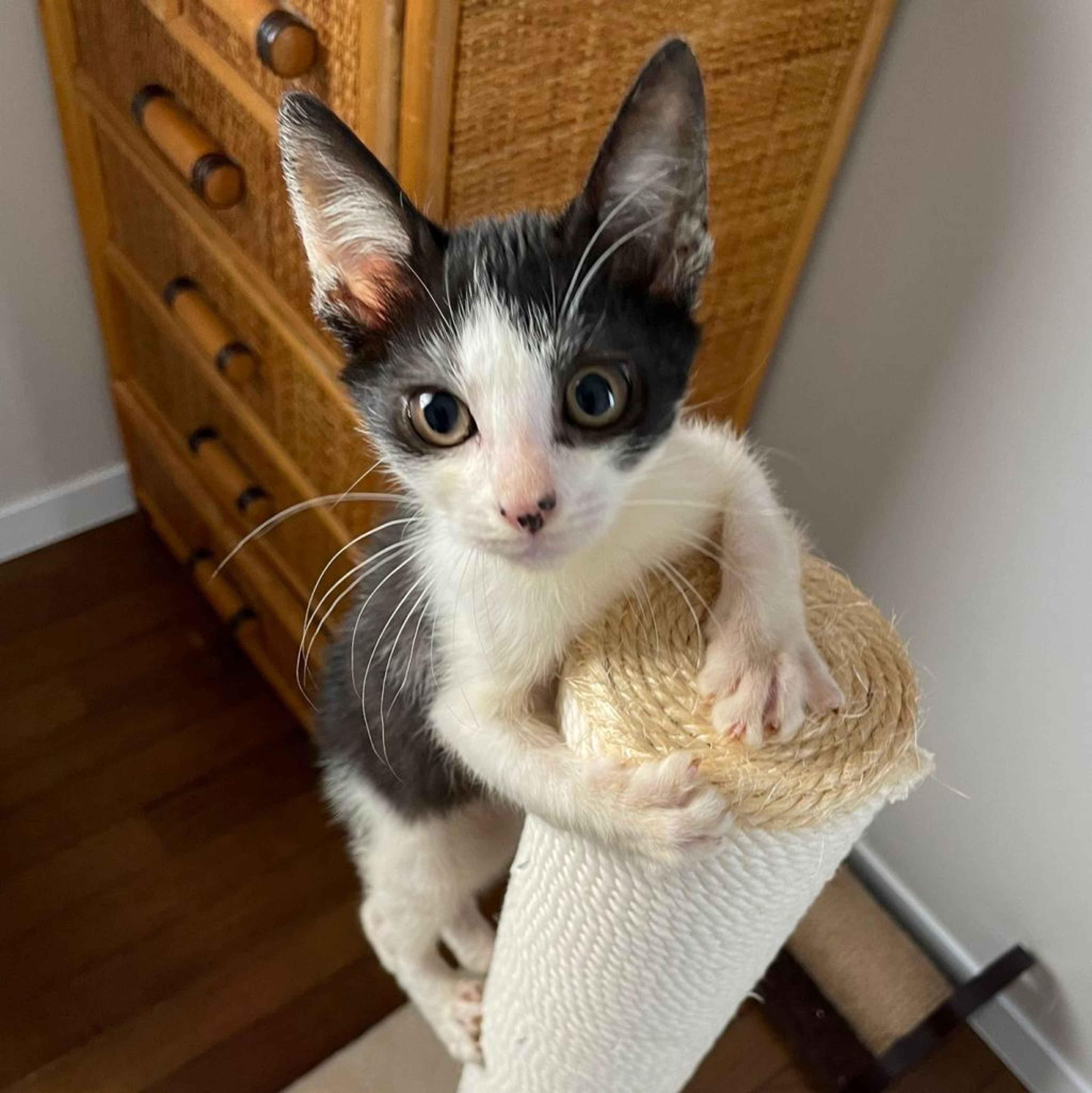pet-image-3