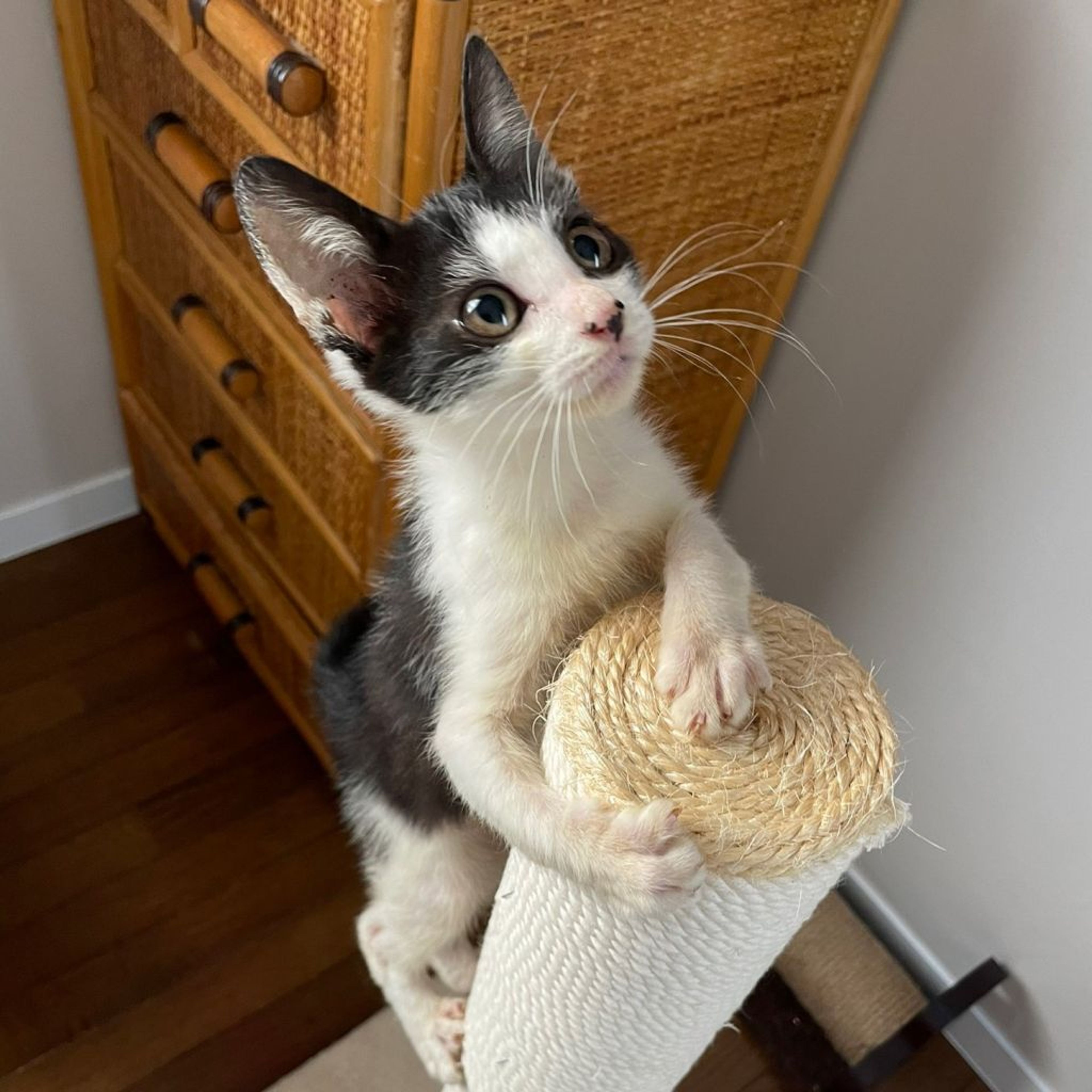 pet-image-4