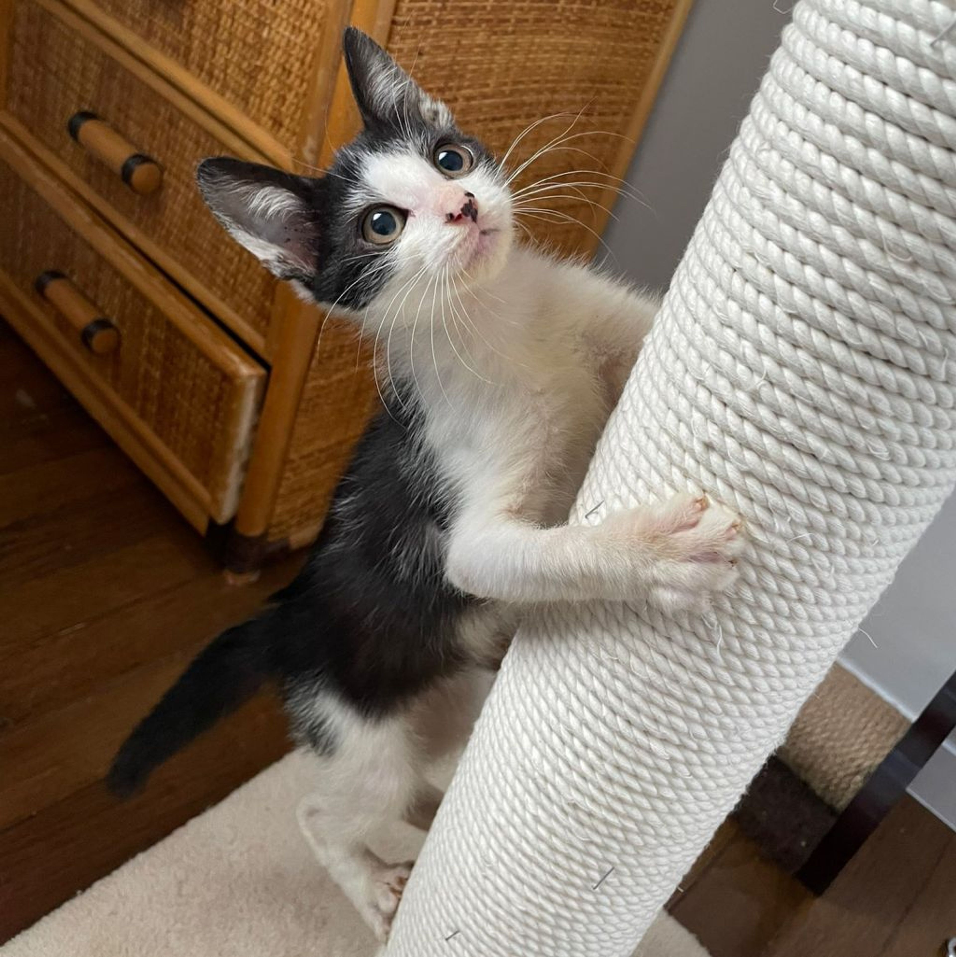 pet-image-5