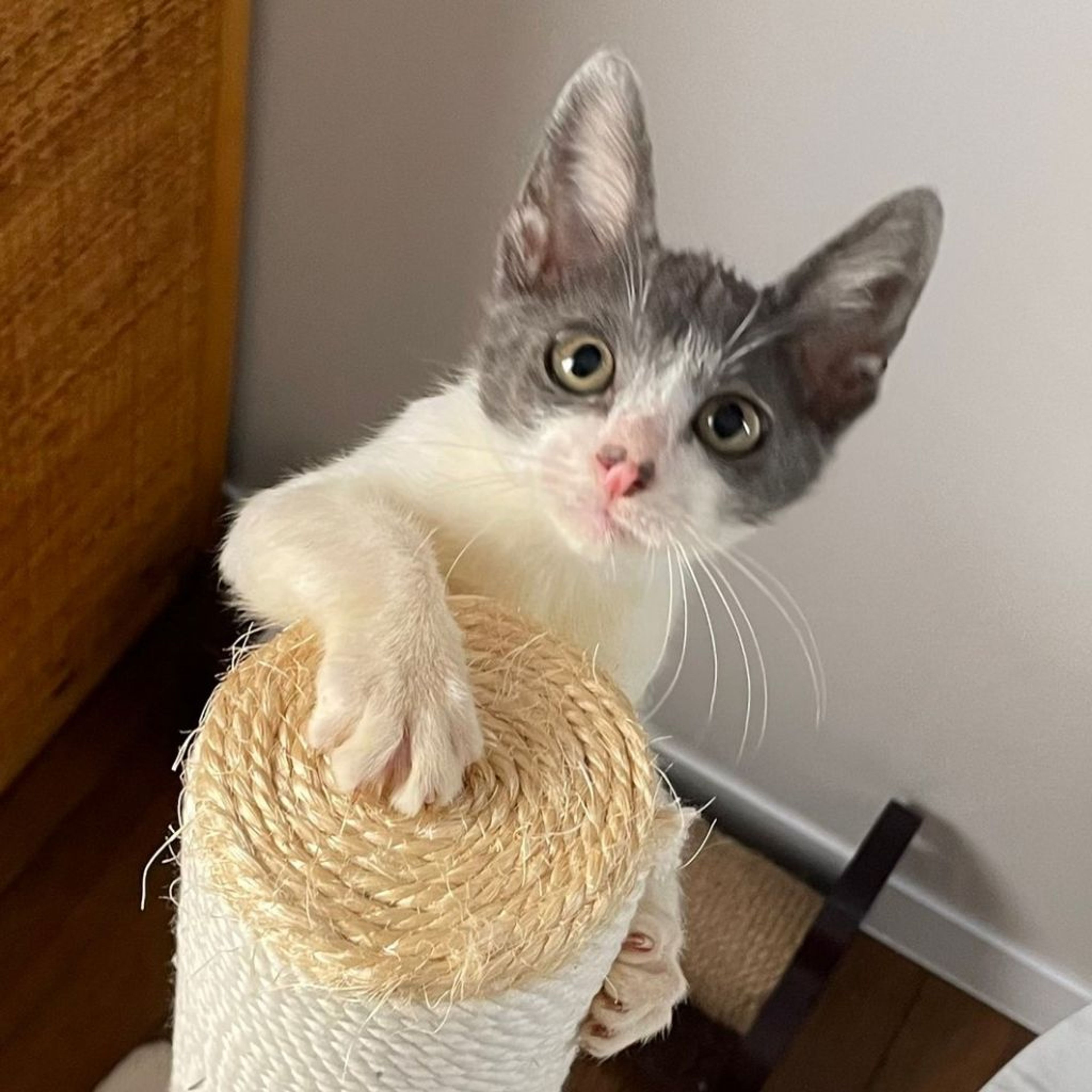 雑種（ミックス猫）・オスの里親募集の写真