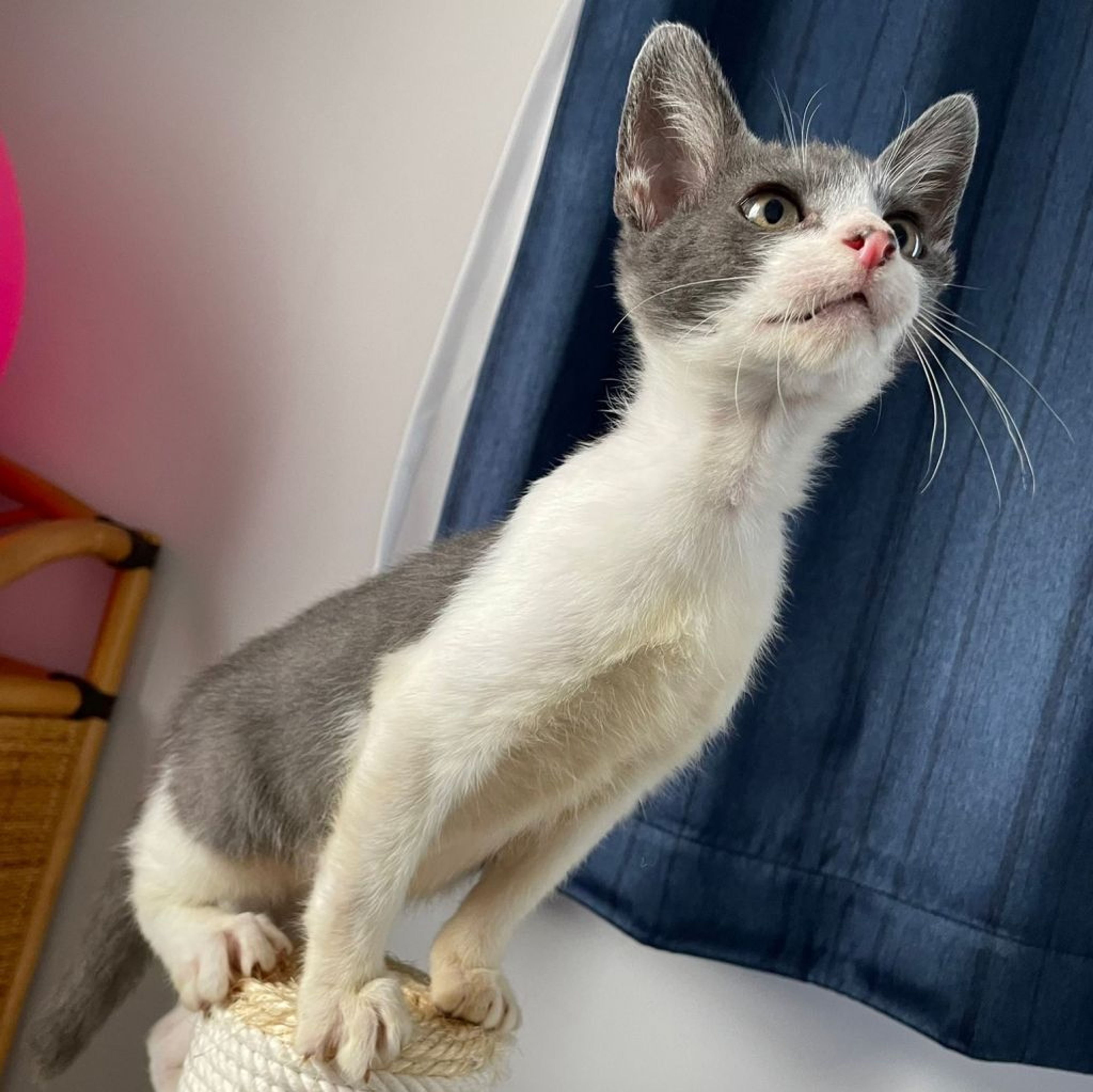 pet-image-3