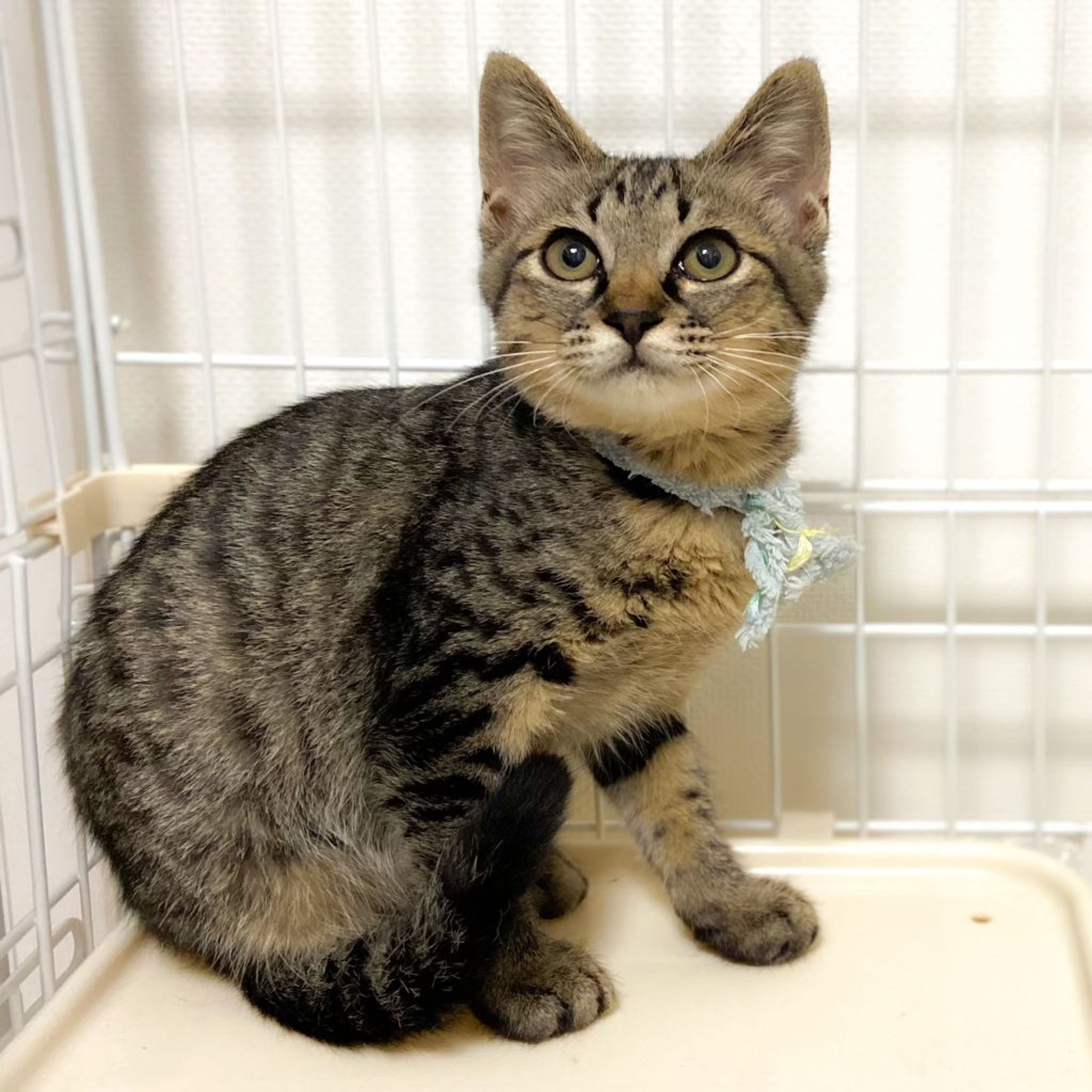 雑種（ミックス猫）・オスの里親募集の写真
