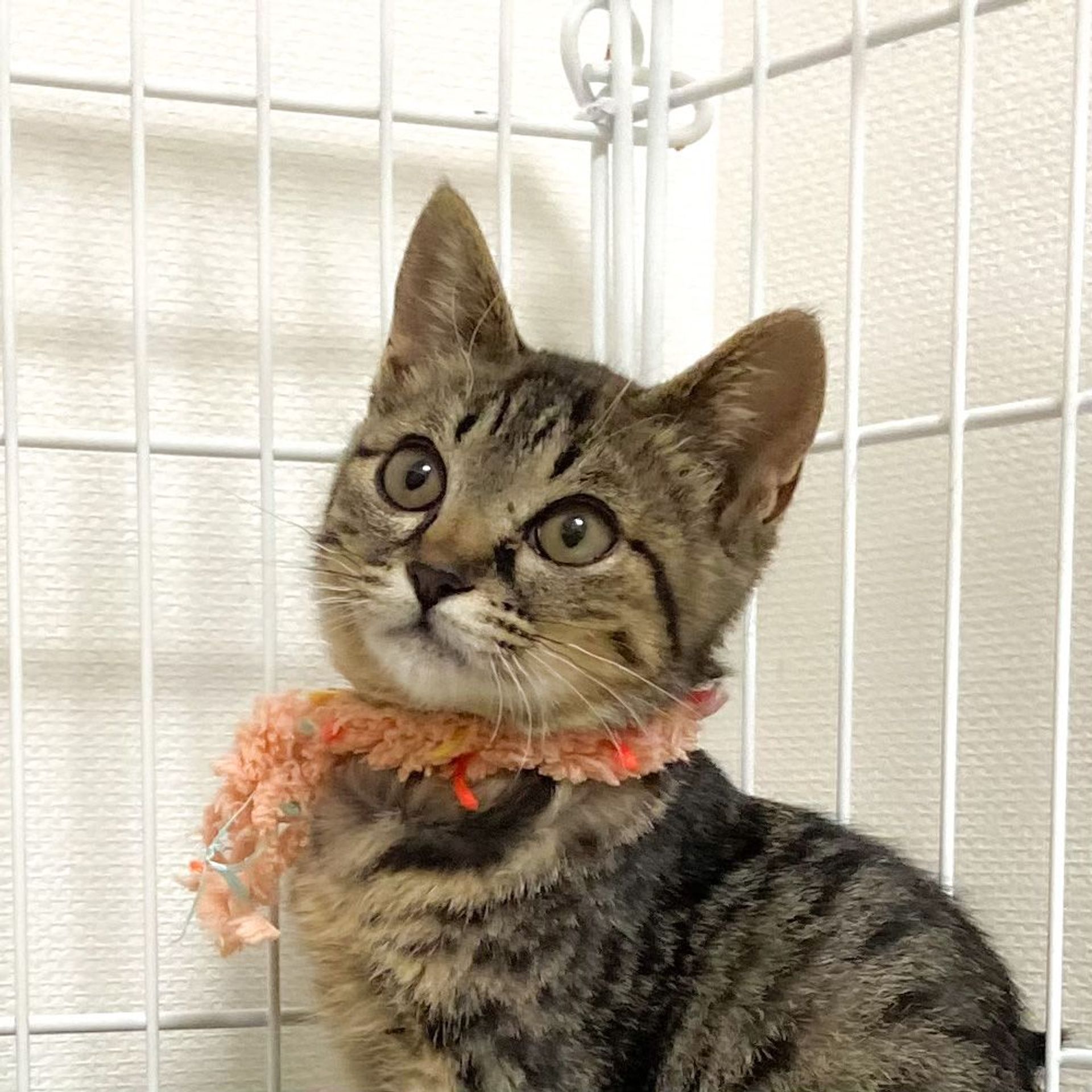 雑種（ミックス猫）・メスの里親募集の写真
