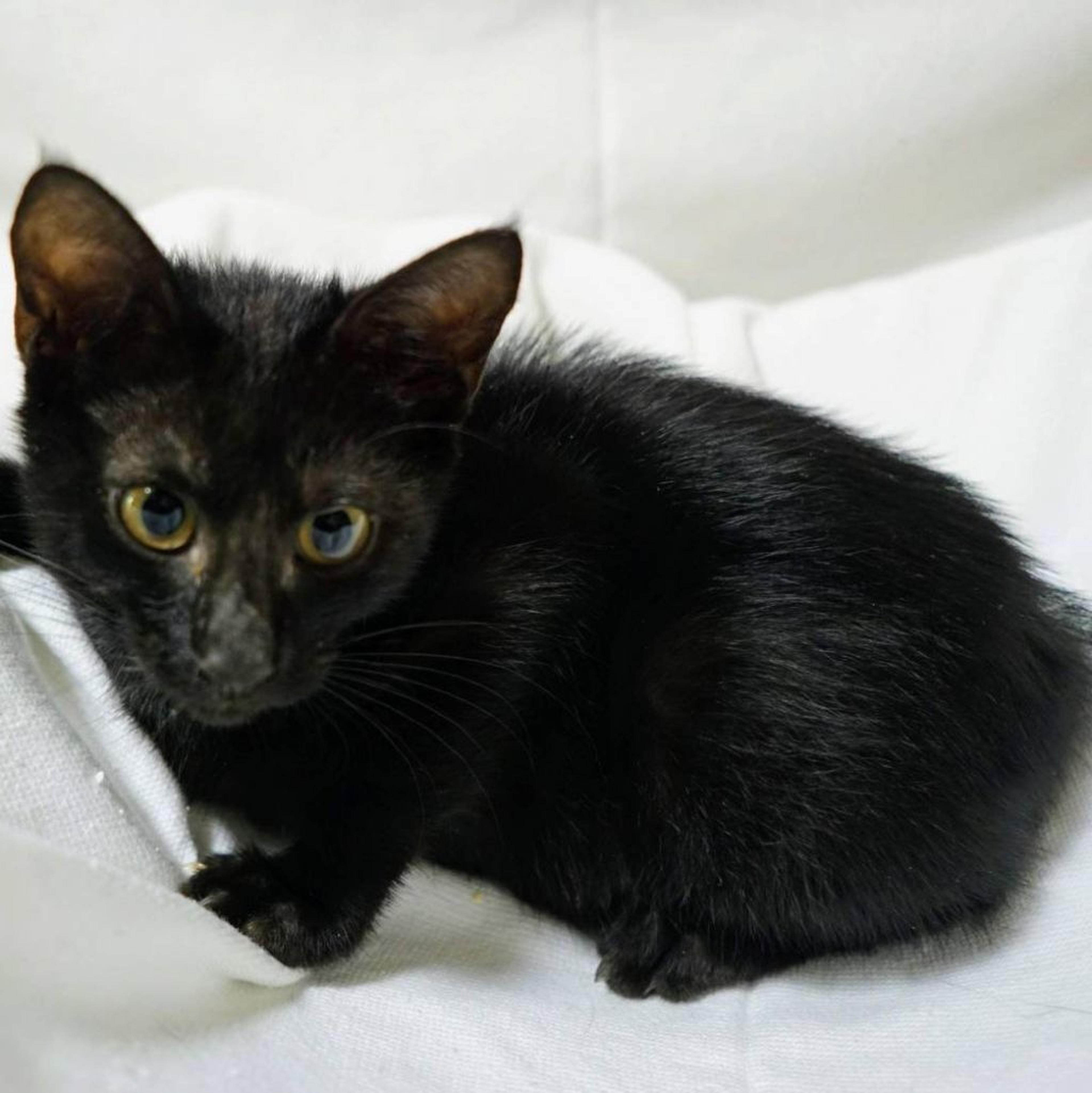 pet-image-3