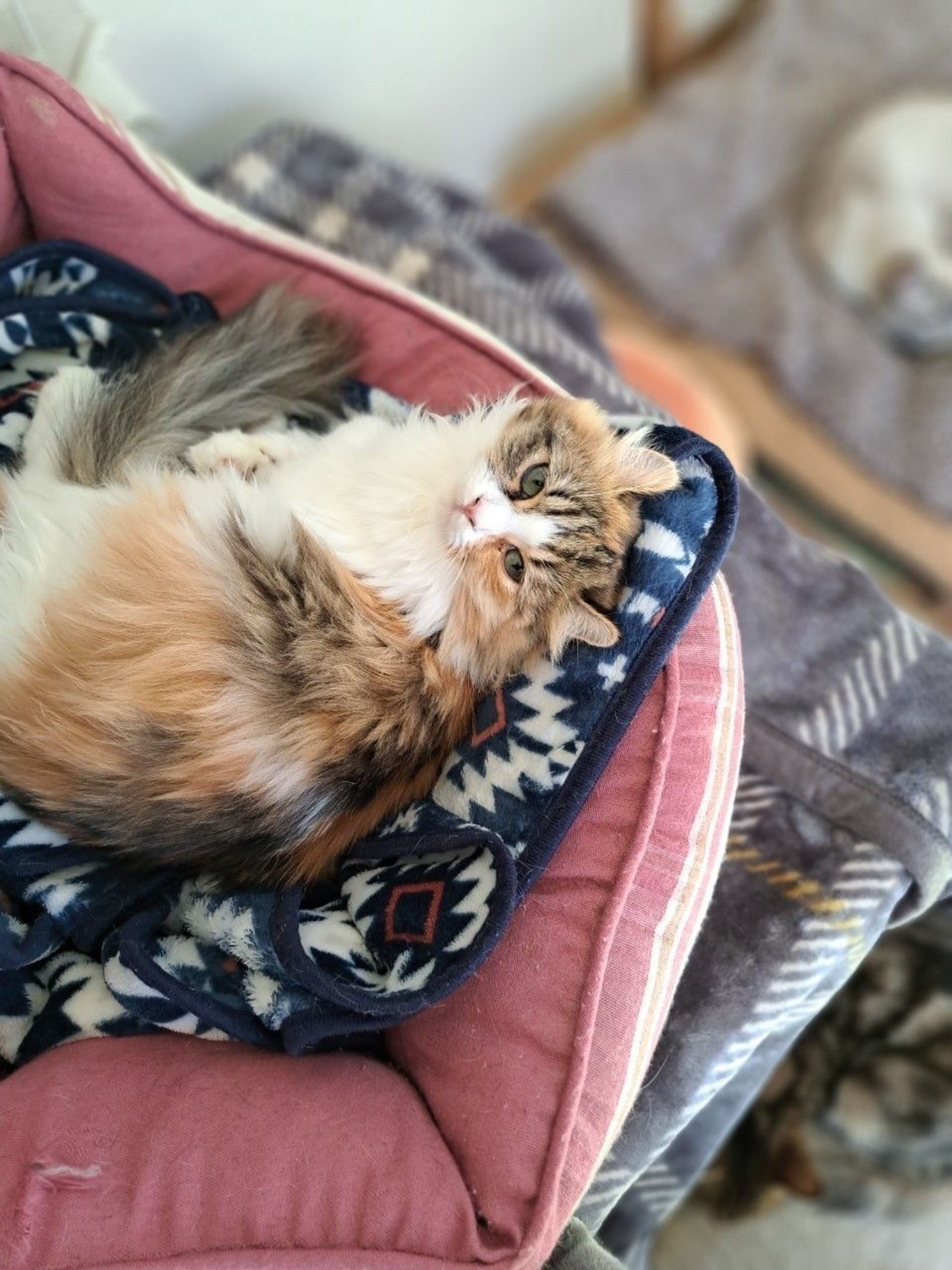 pet-image-3